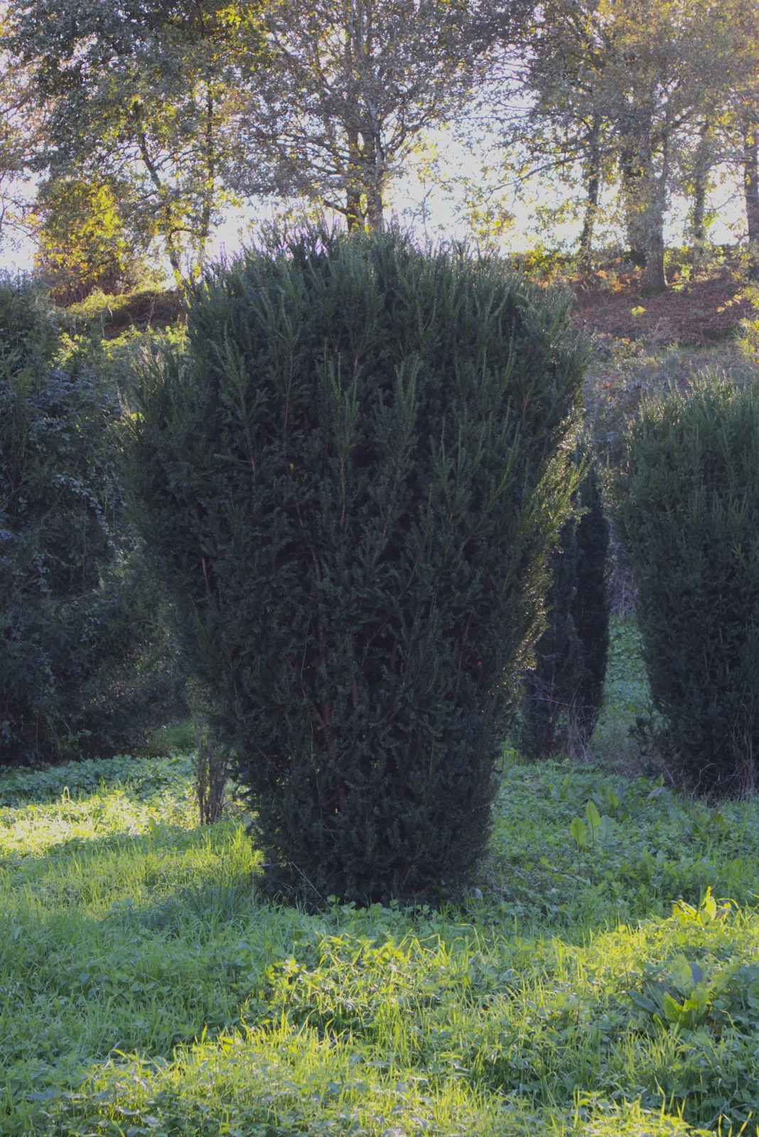 Taxus x media 'Hicksii'