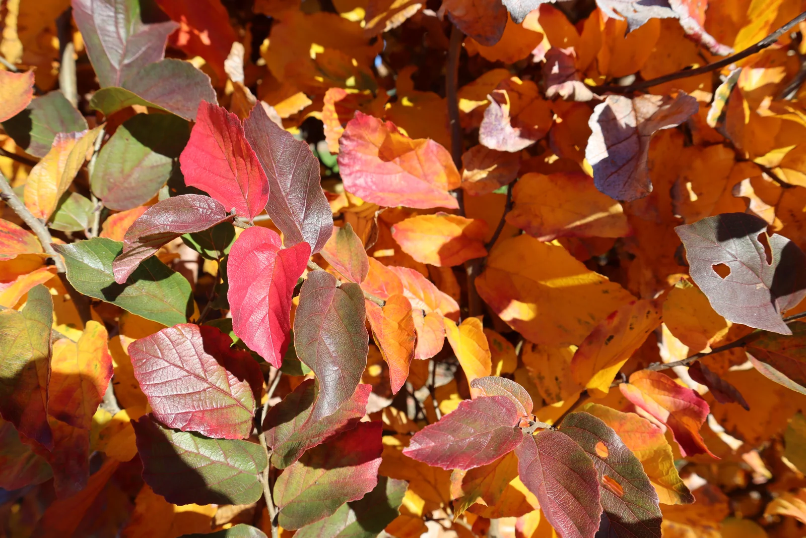 Parrotia persica 'Vanessa'