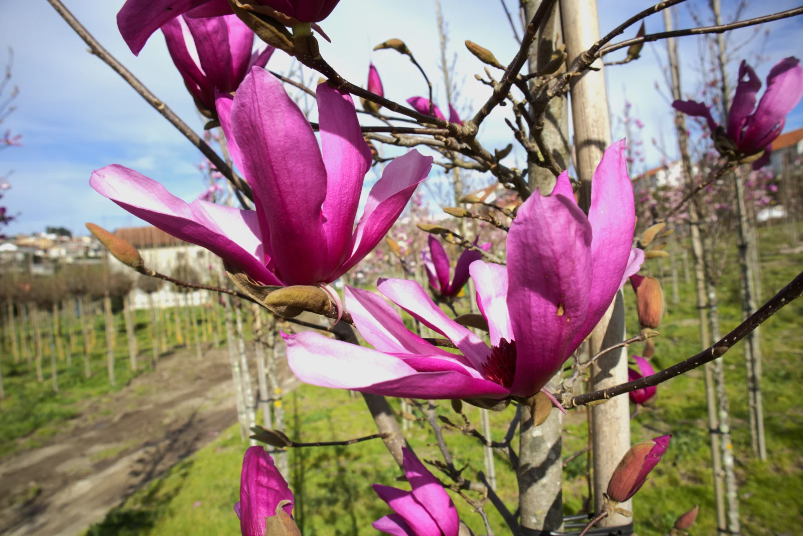 Magnolia susan