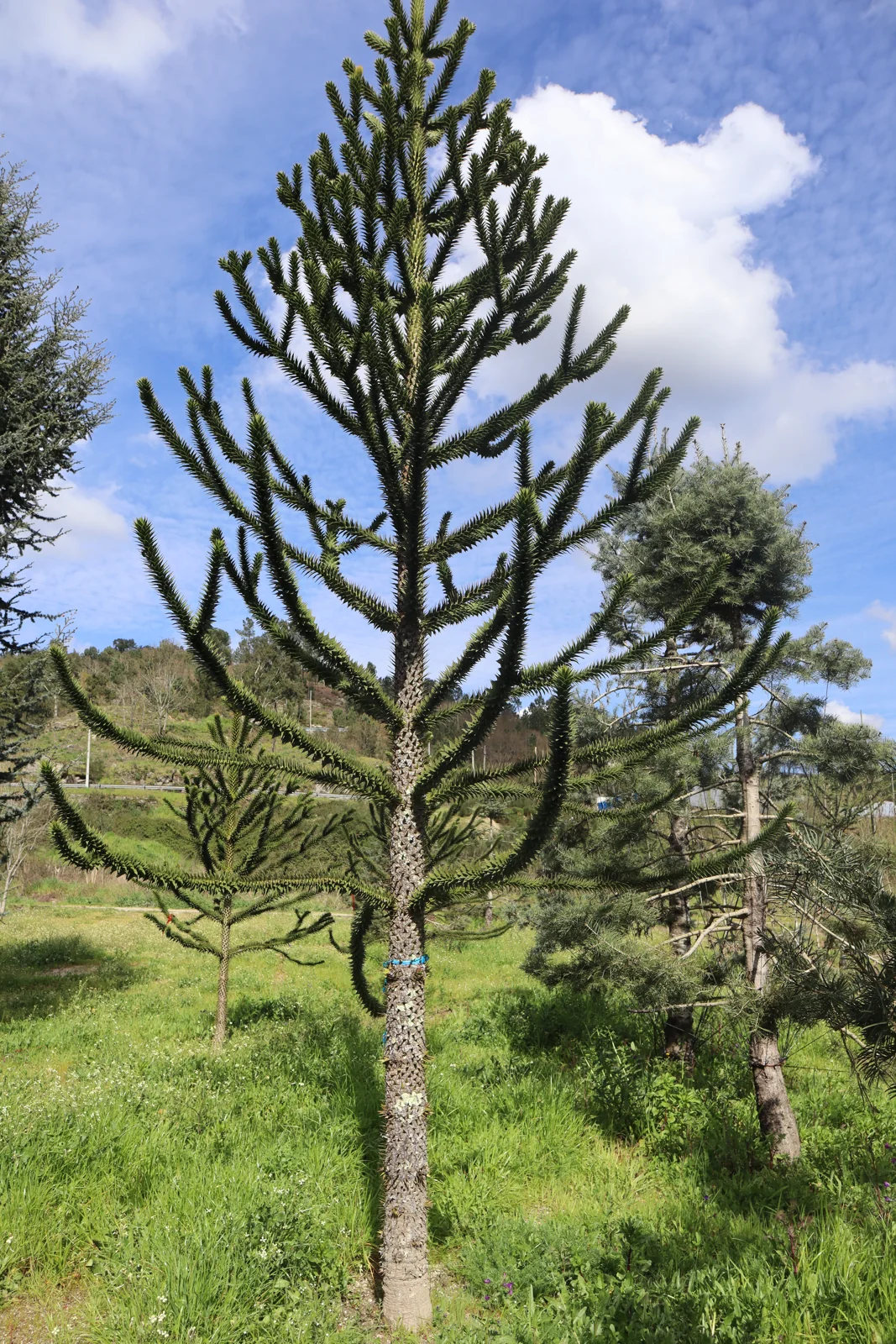 Araucaria araucana