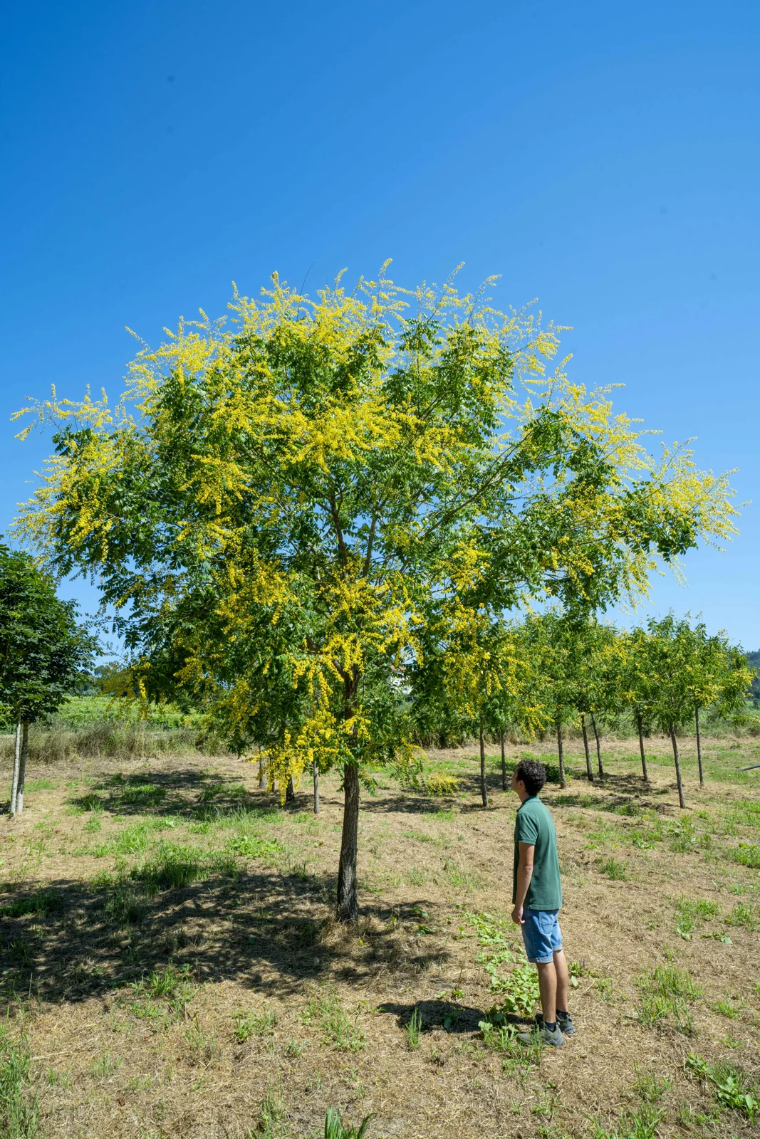 Koelreuteria paniculata