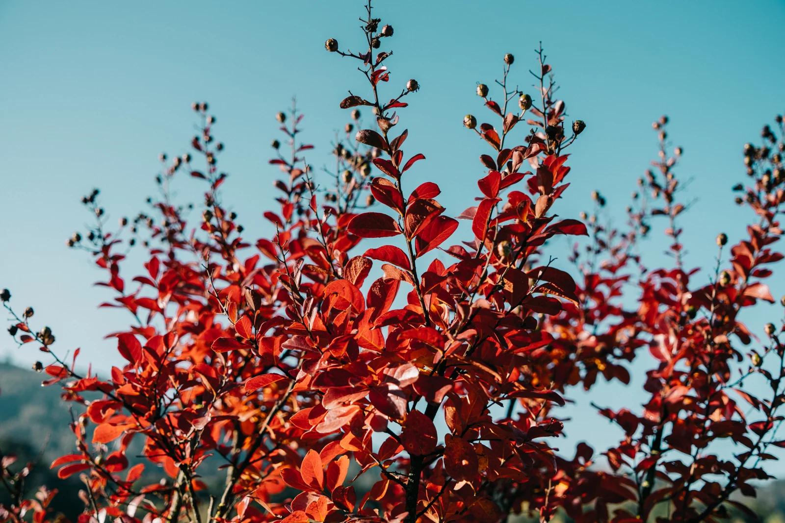 Lagerstroemia indica 'Dynamite'