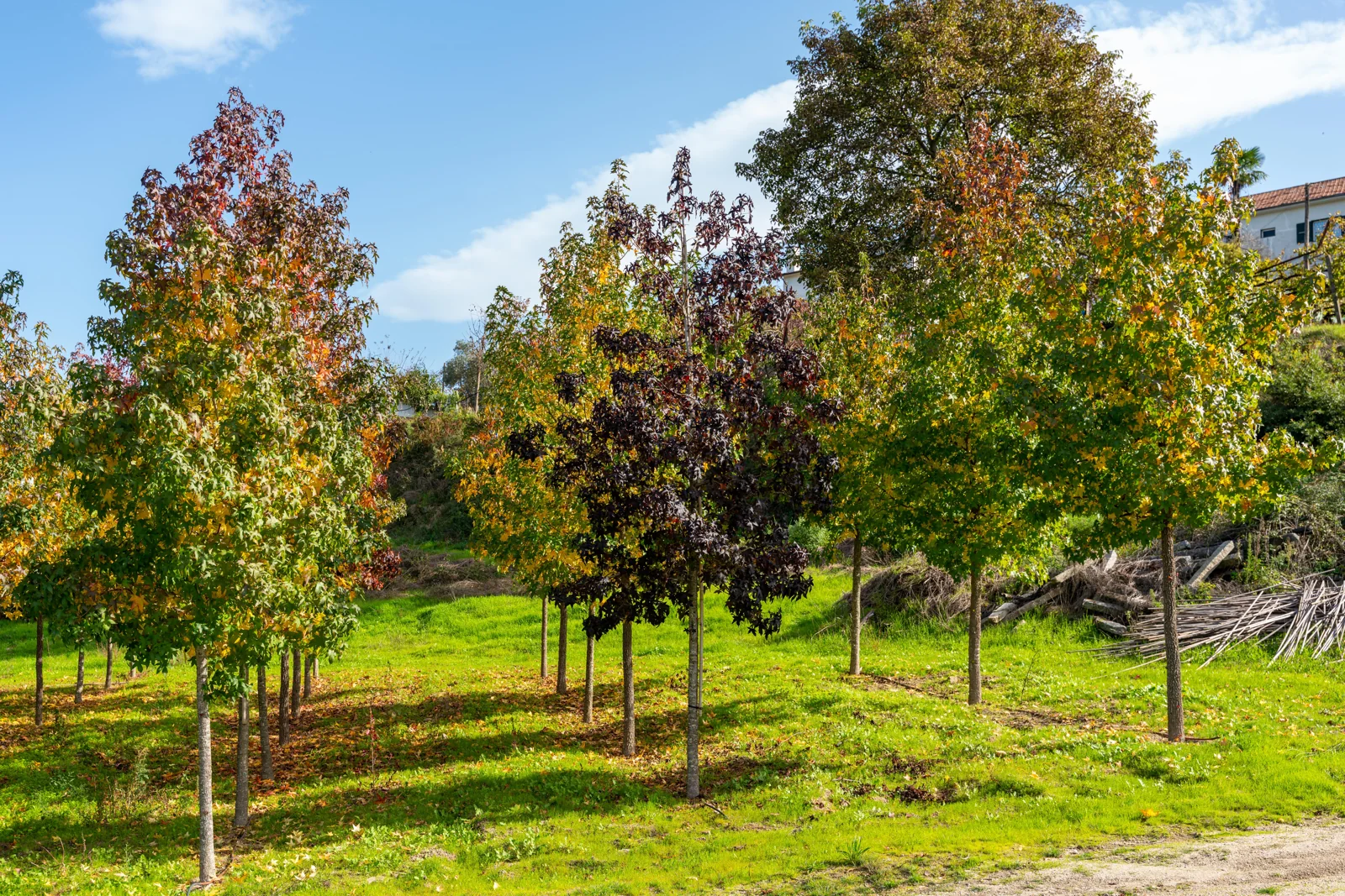Sweet Gum