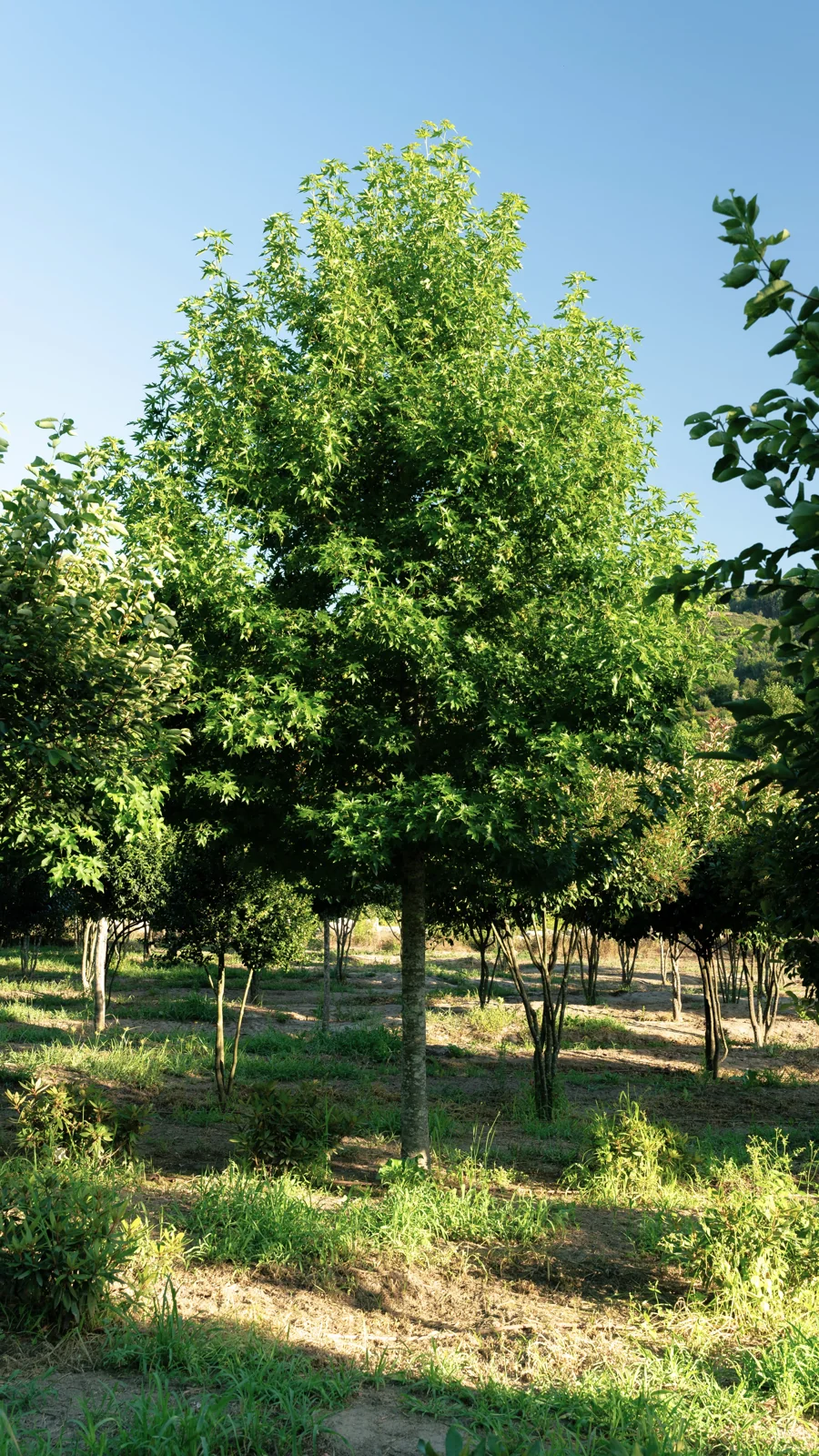 Liquidambar styraciflua 'Worplesdon'