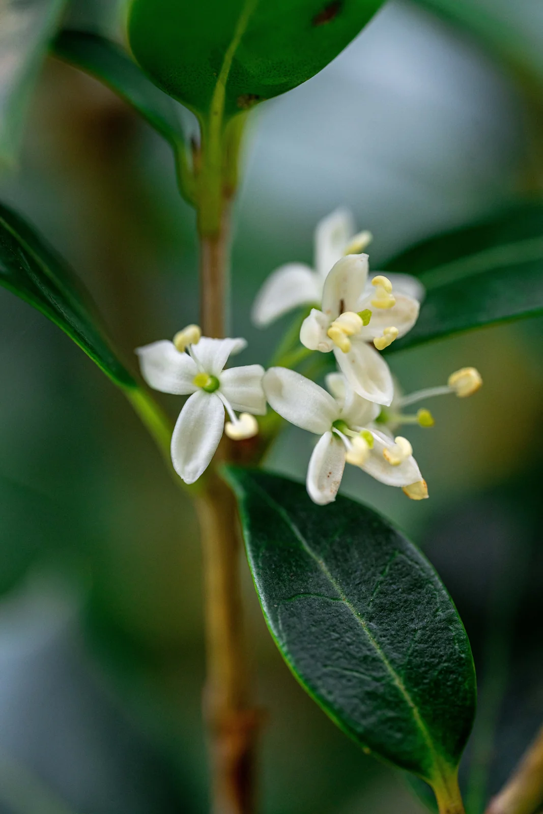 Osmanthus heterophyllus