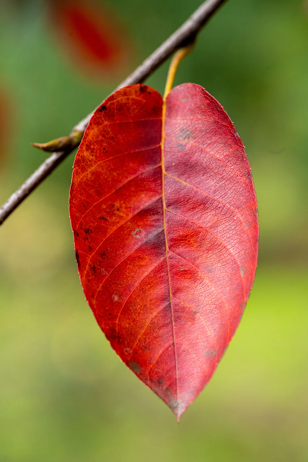 Amelanchier lamarckii