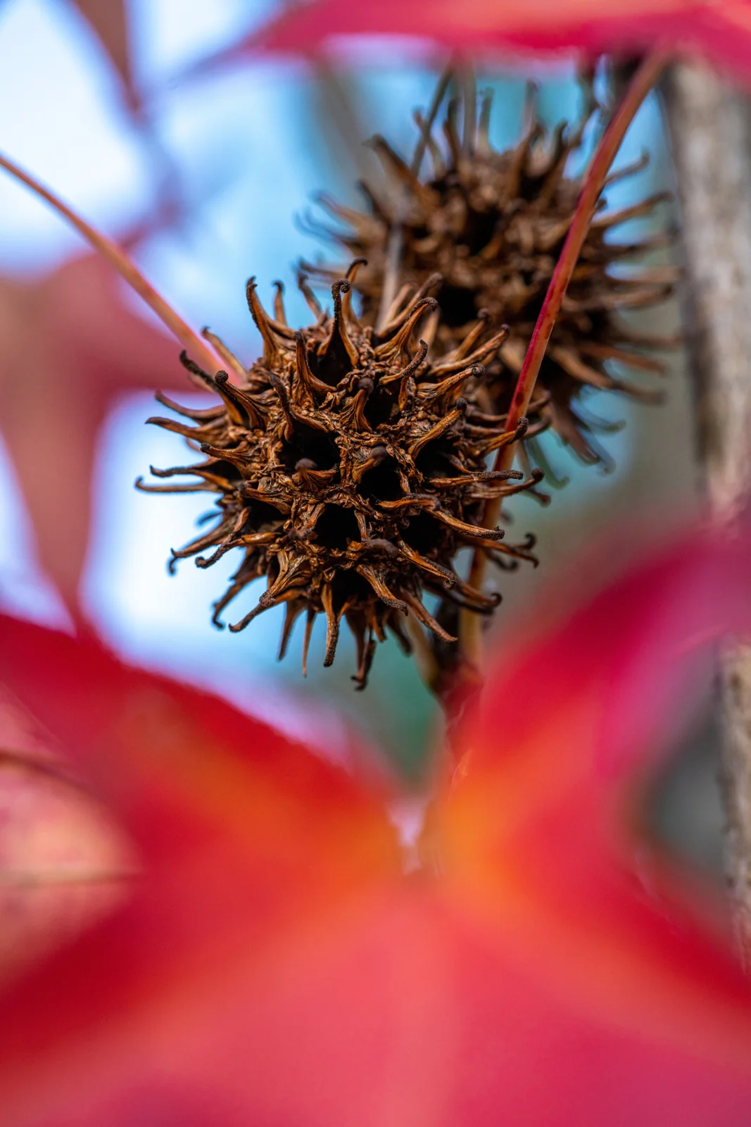 Liquidambar styraciflua