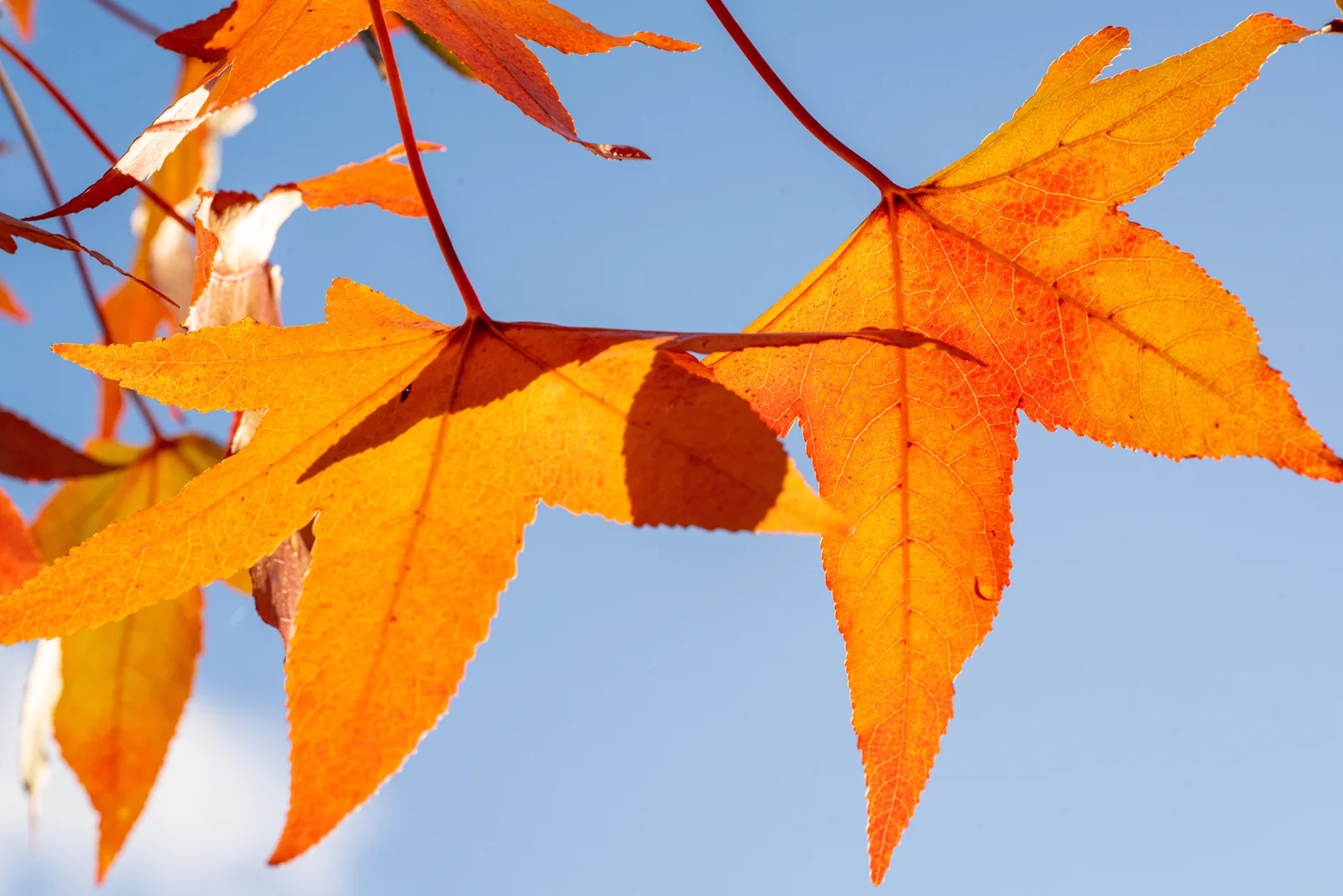 Liquidambar styraciflua
