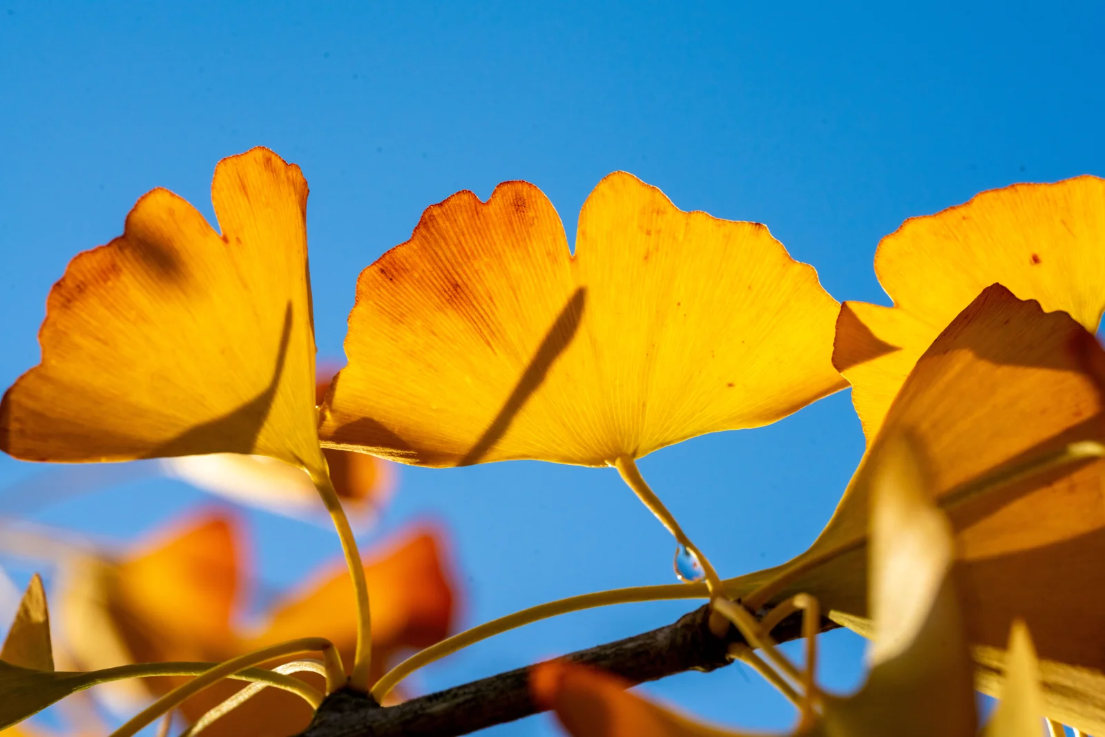 Ginkgo biloba
