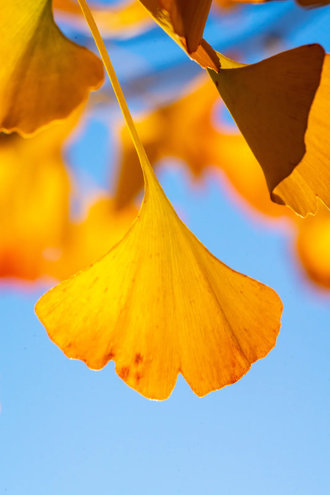 Ginkgo biloba 'Globosa'