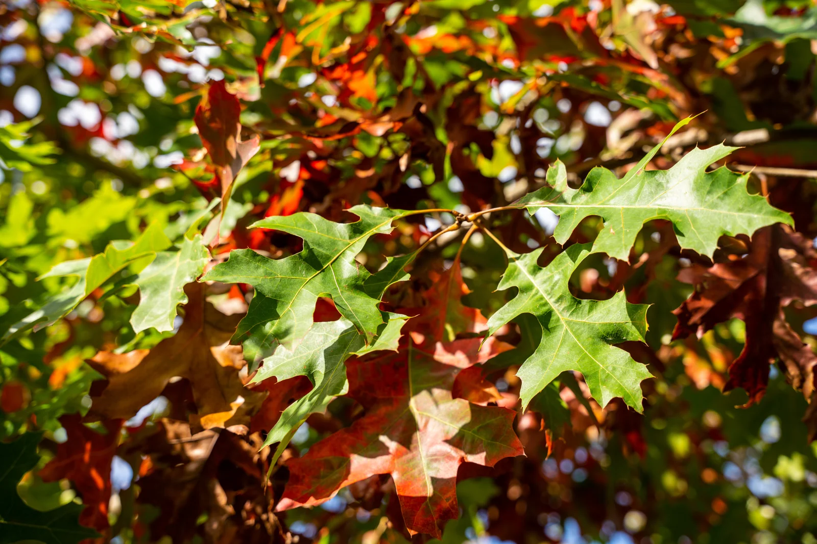 Quercus coccinea
