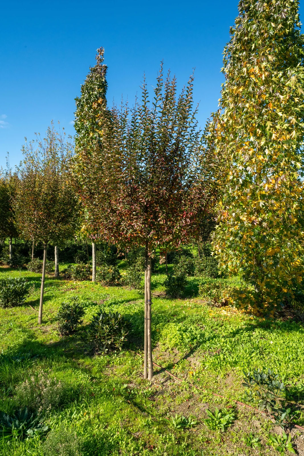 Lagerstroemia indica 'Coccinea'
