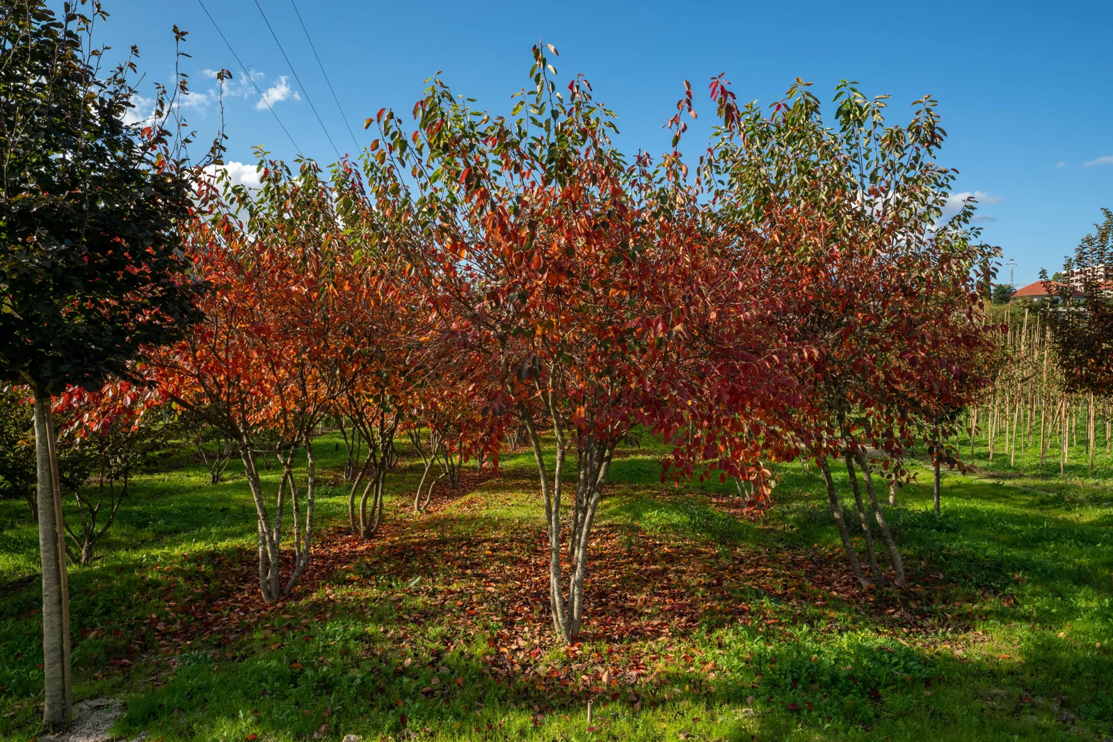 Amelanchier lamarckii