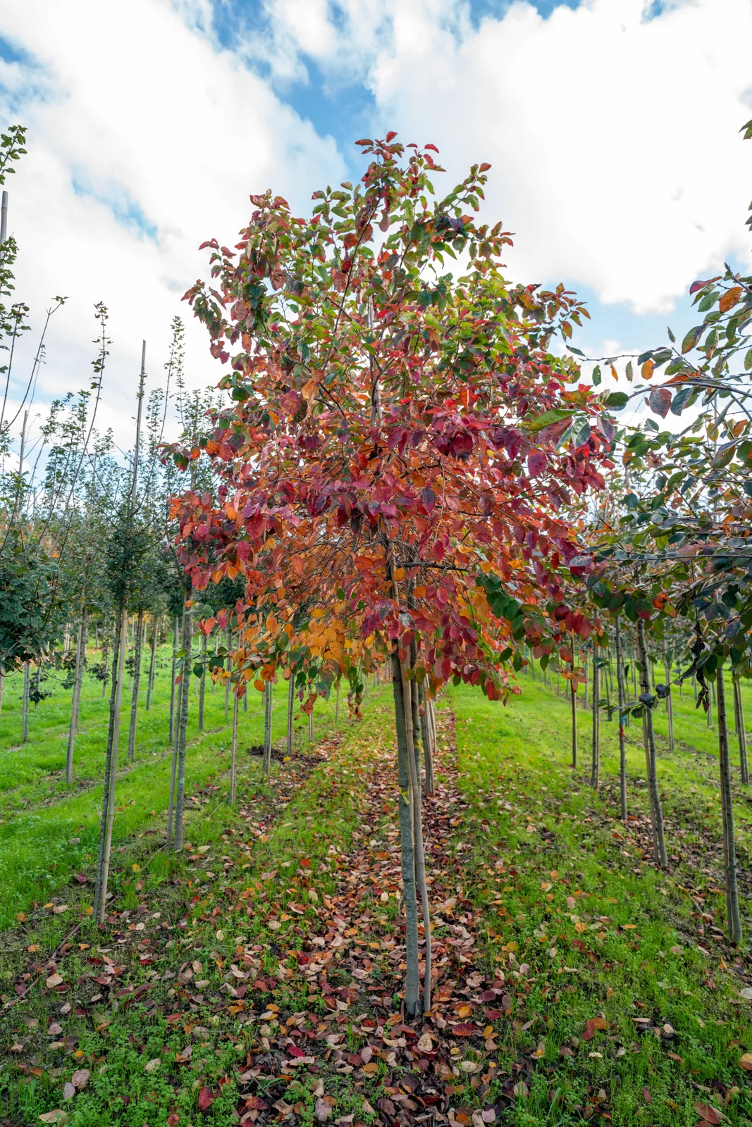 Amelanchier 'La Paloma'
