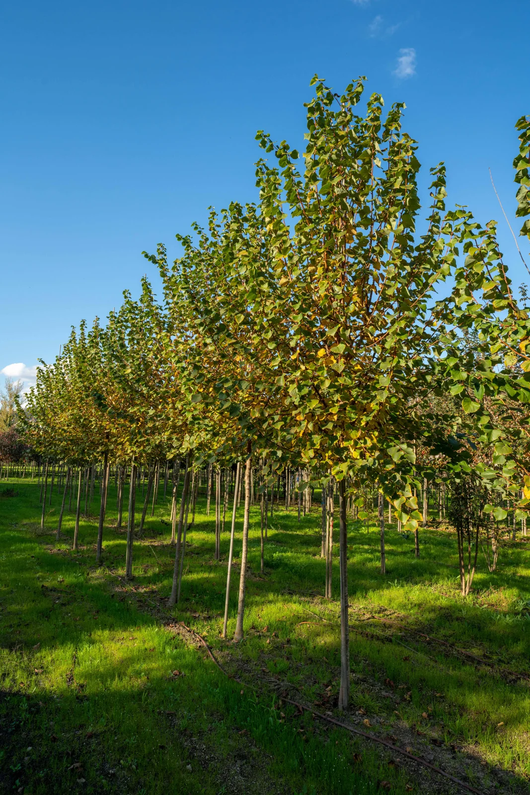 Tilia cordata