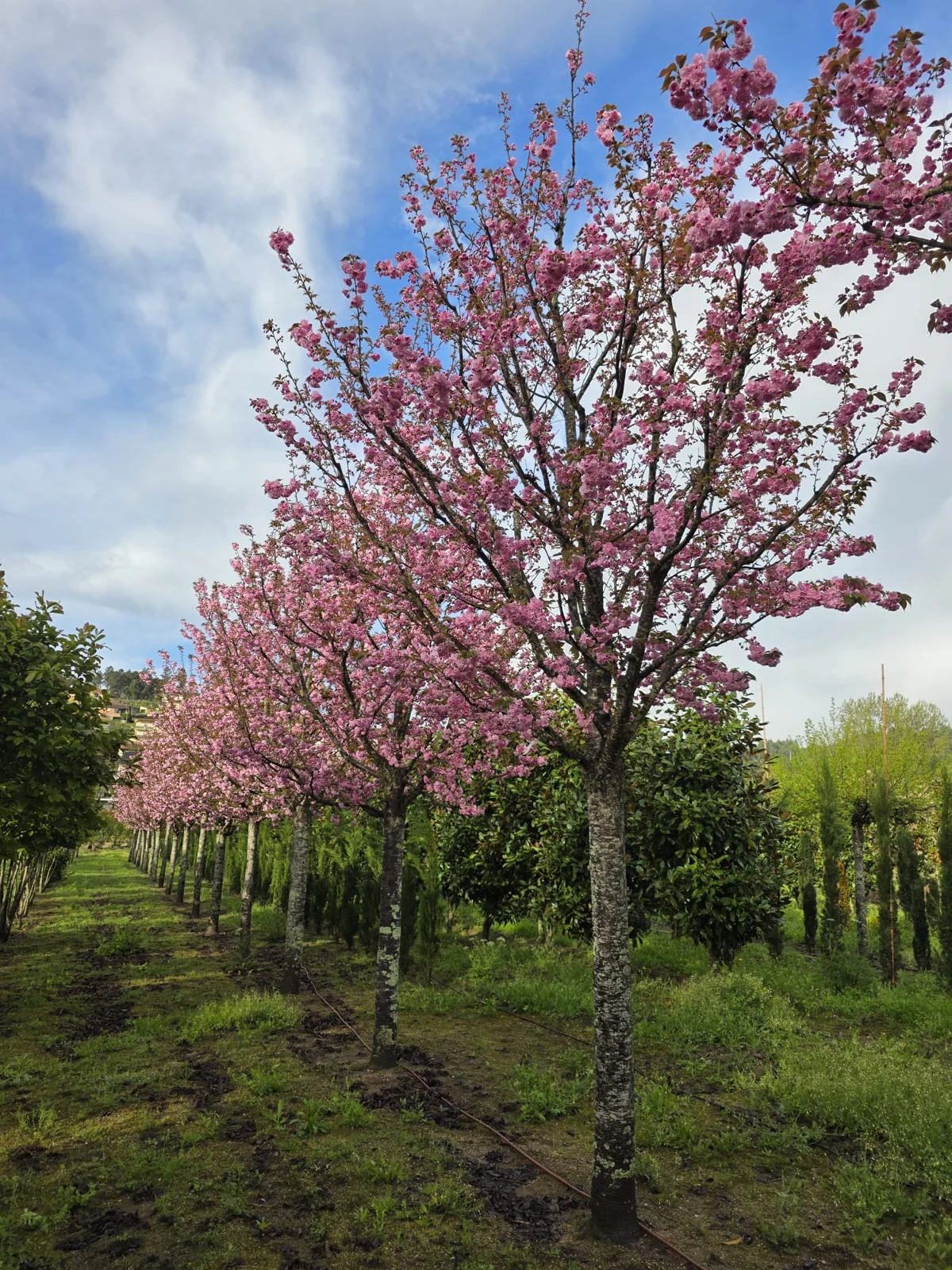 Prunus serrulata 'Kanzan'