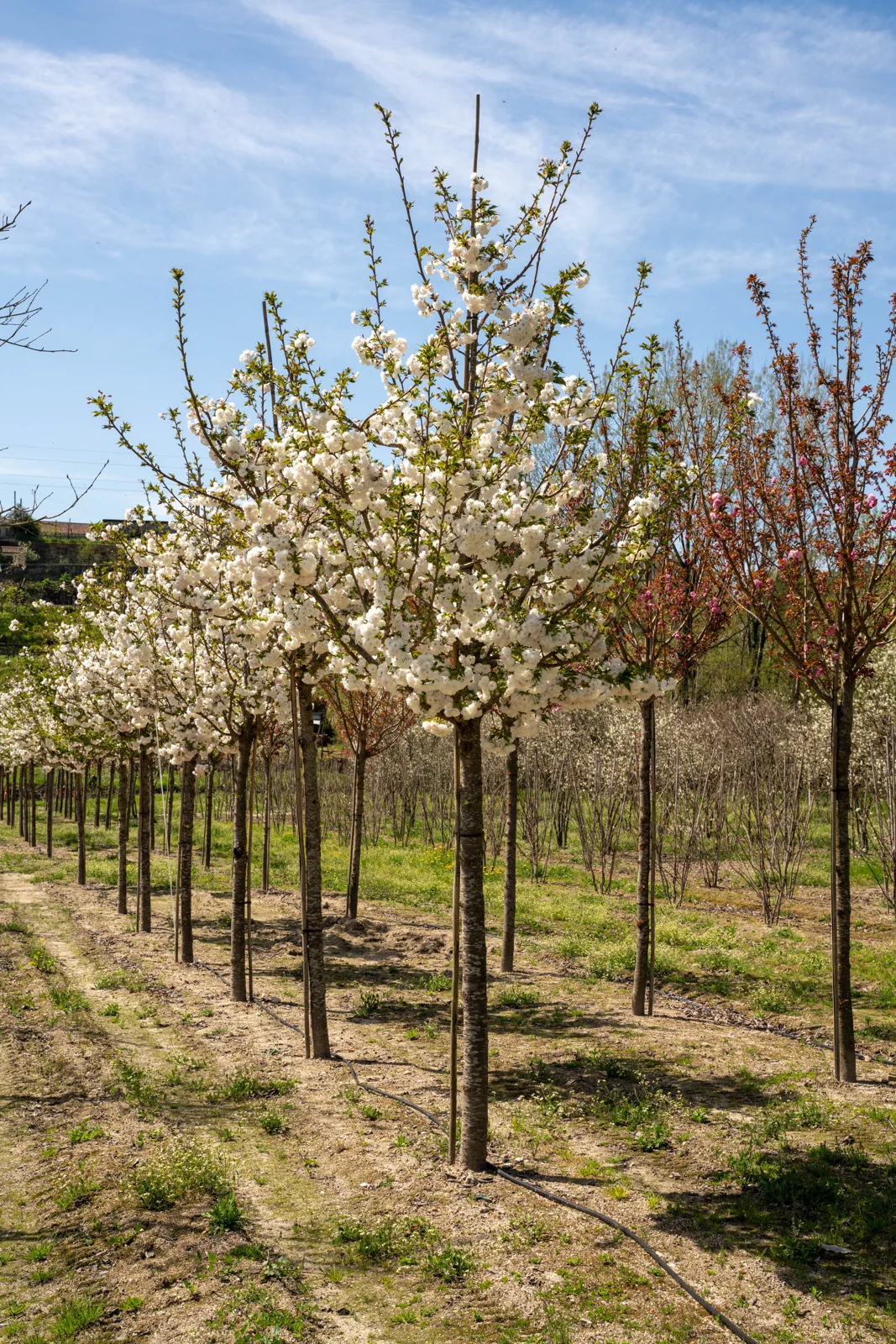 Prunus serrulata 'Shirotae'