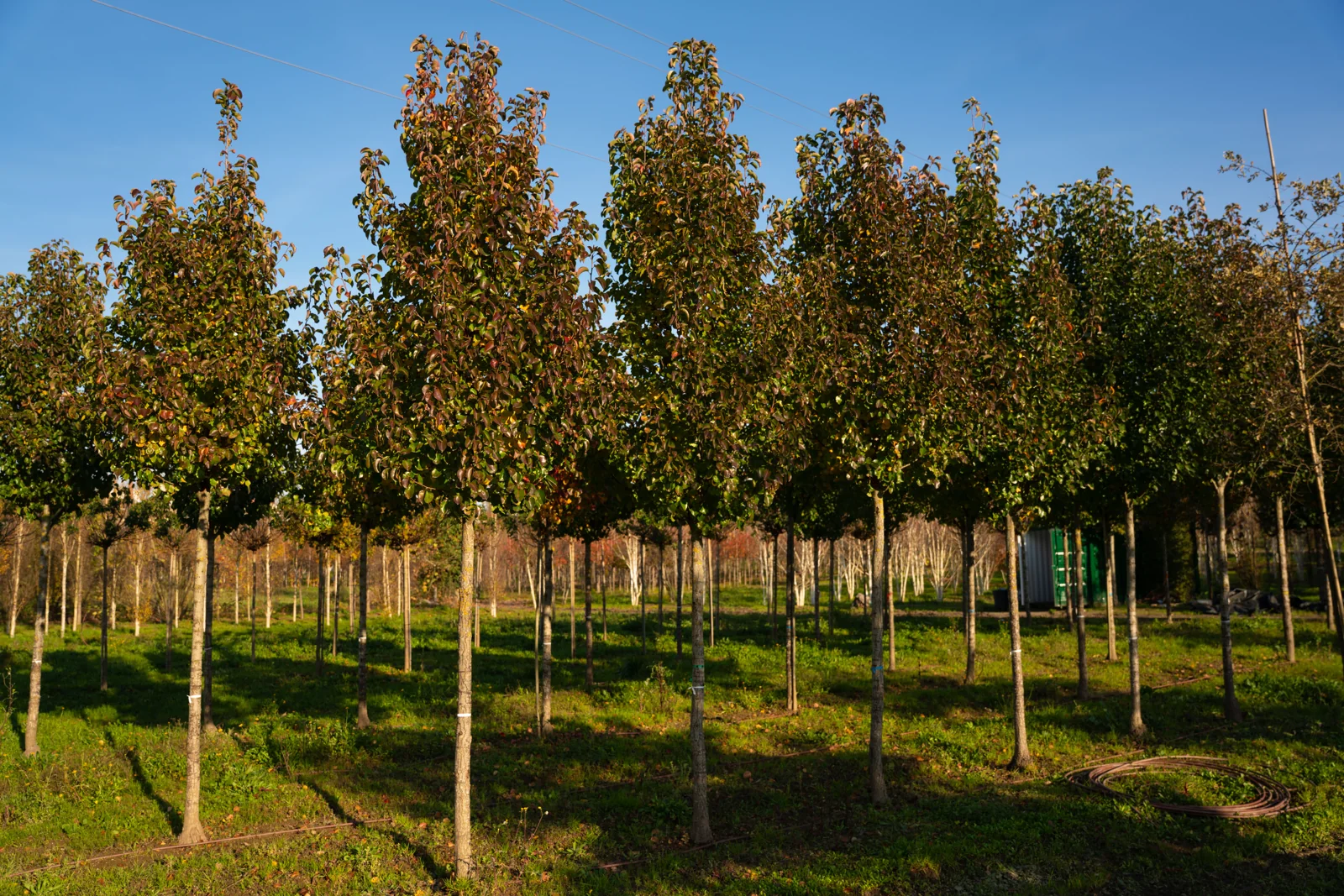 Pyrus calleryana 'Chanticleer'