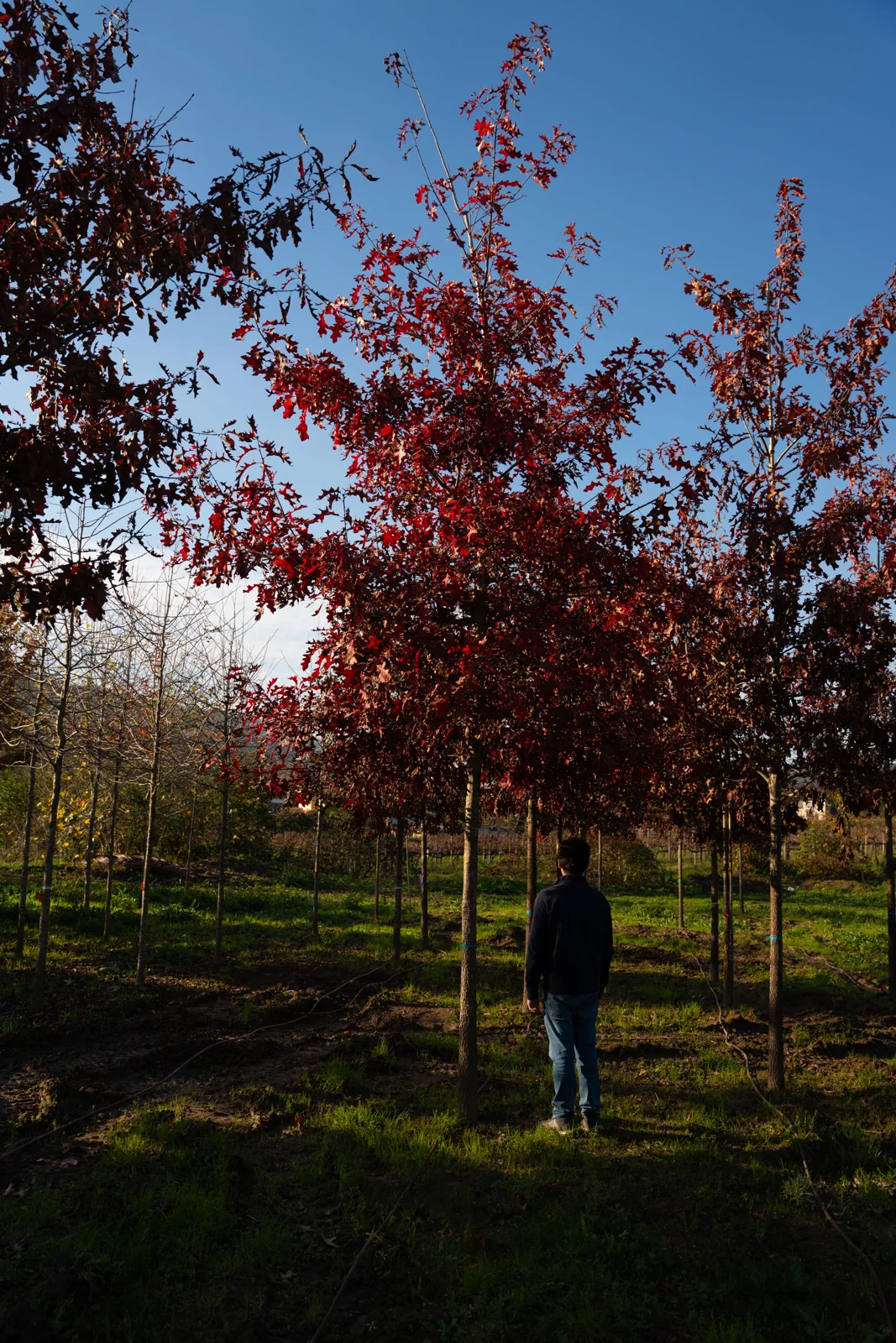 Scarlet Oak