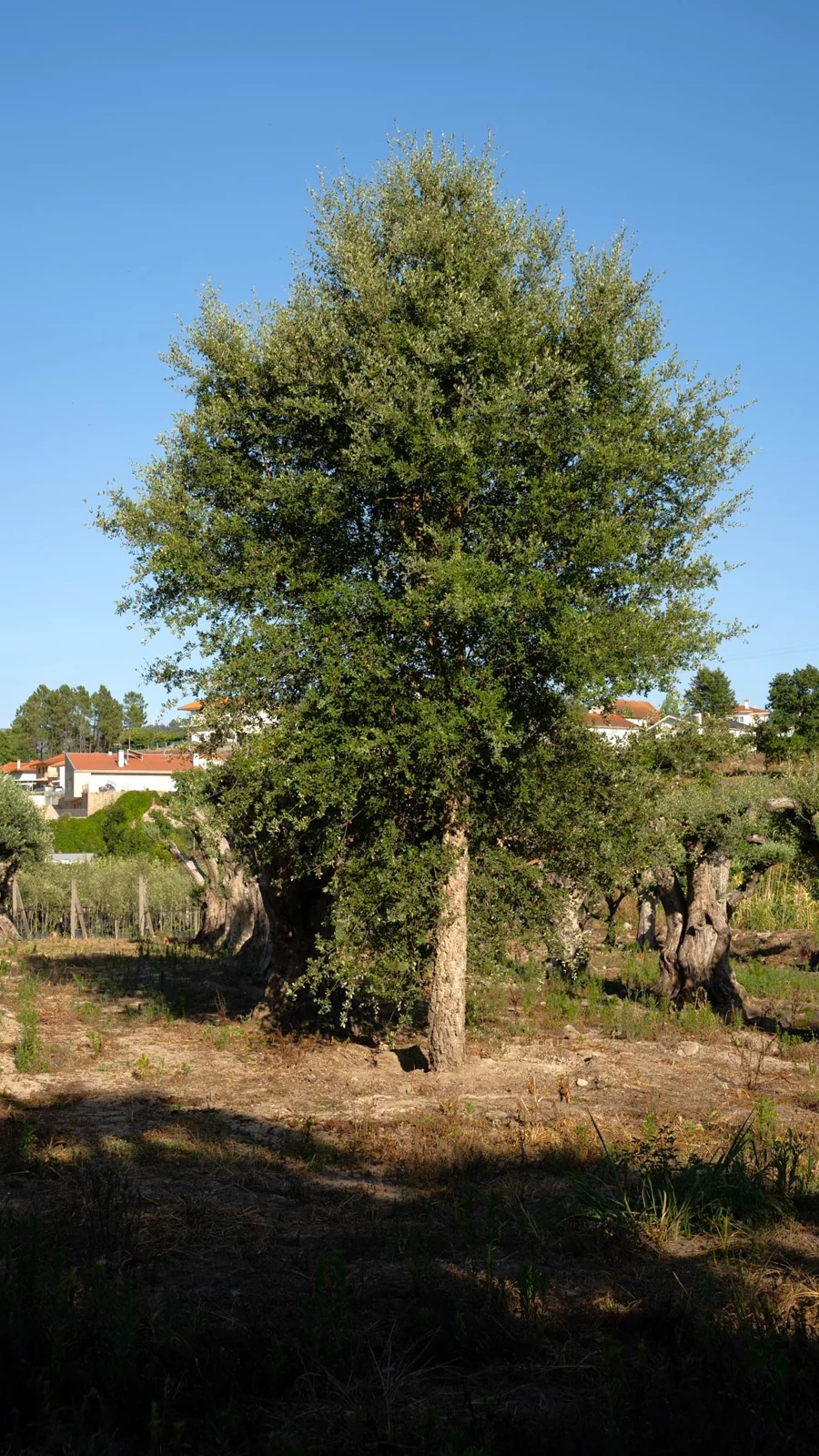 Cork Oak