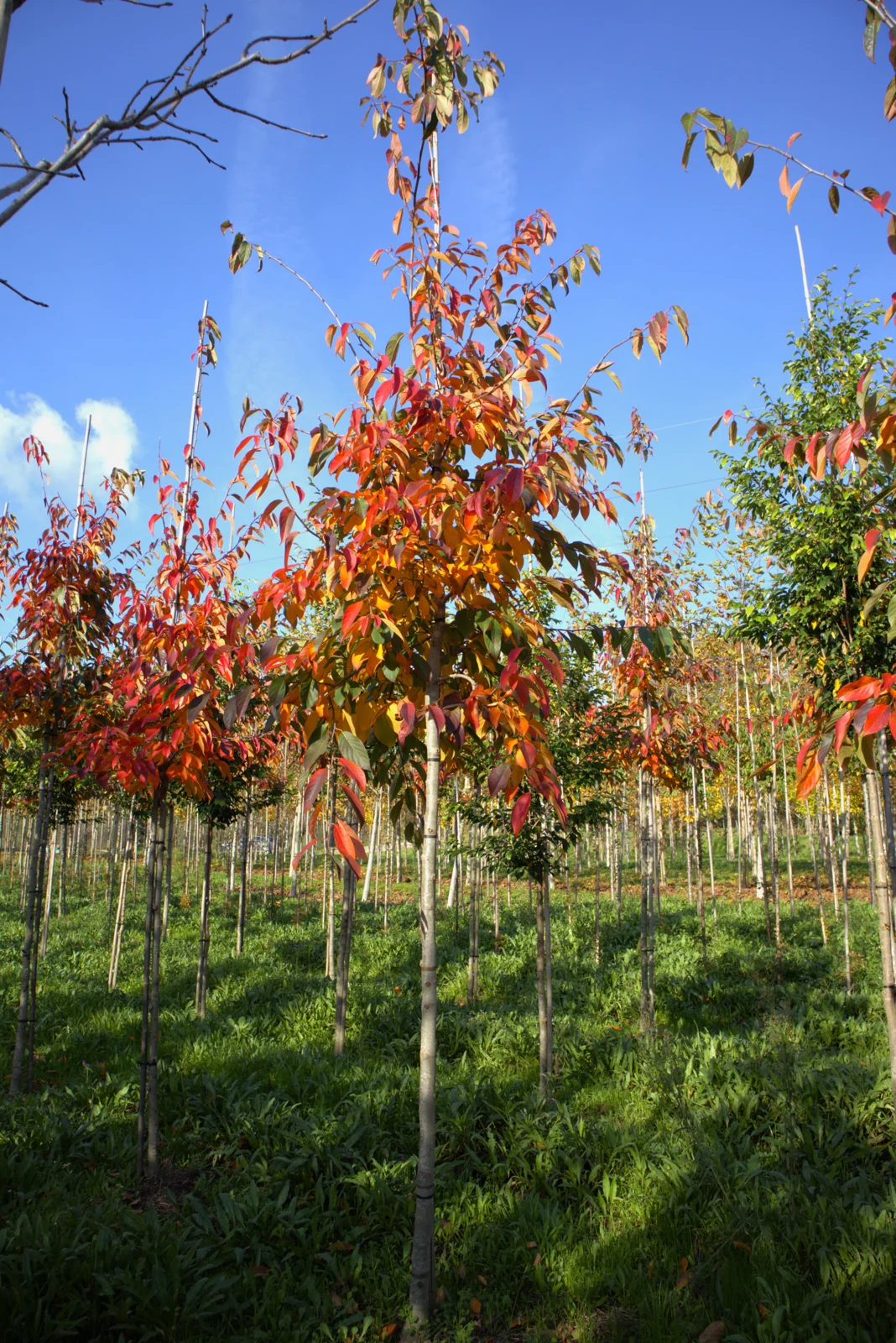 Nyssa sinensis