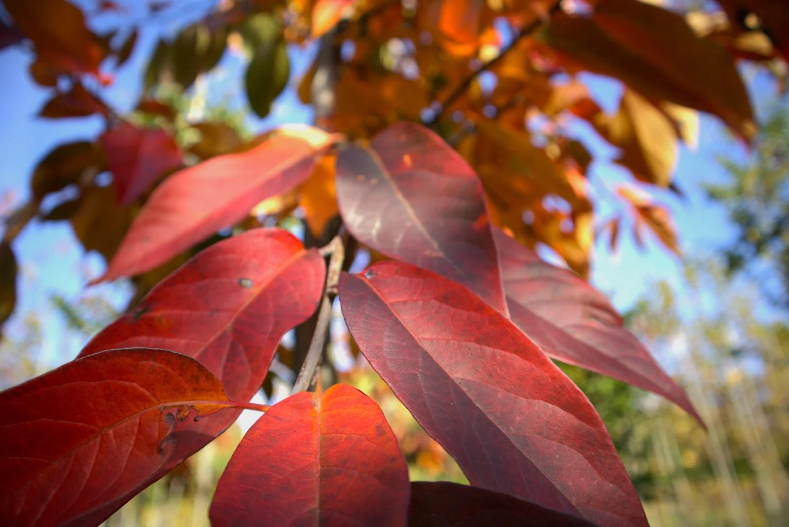 Nyssa sinensis