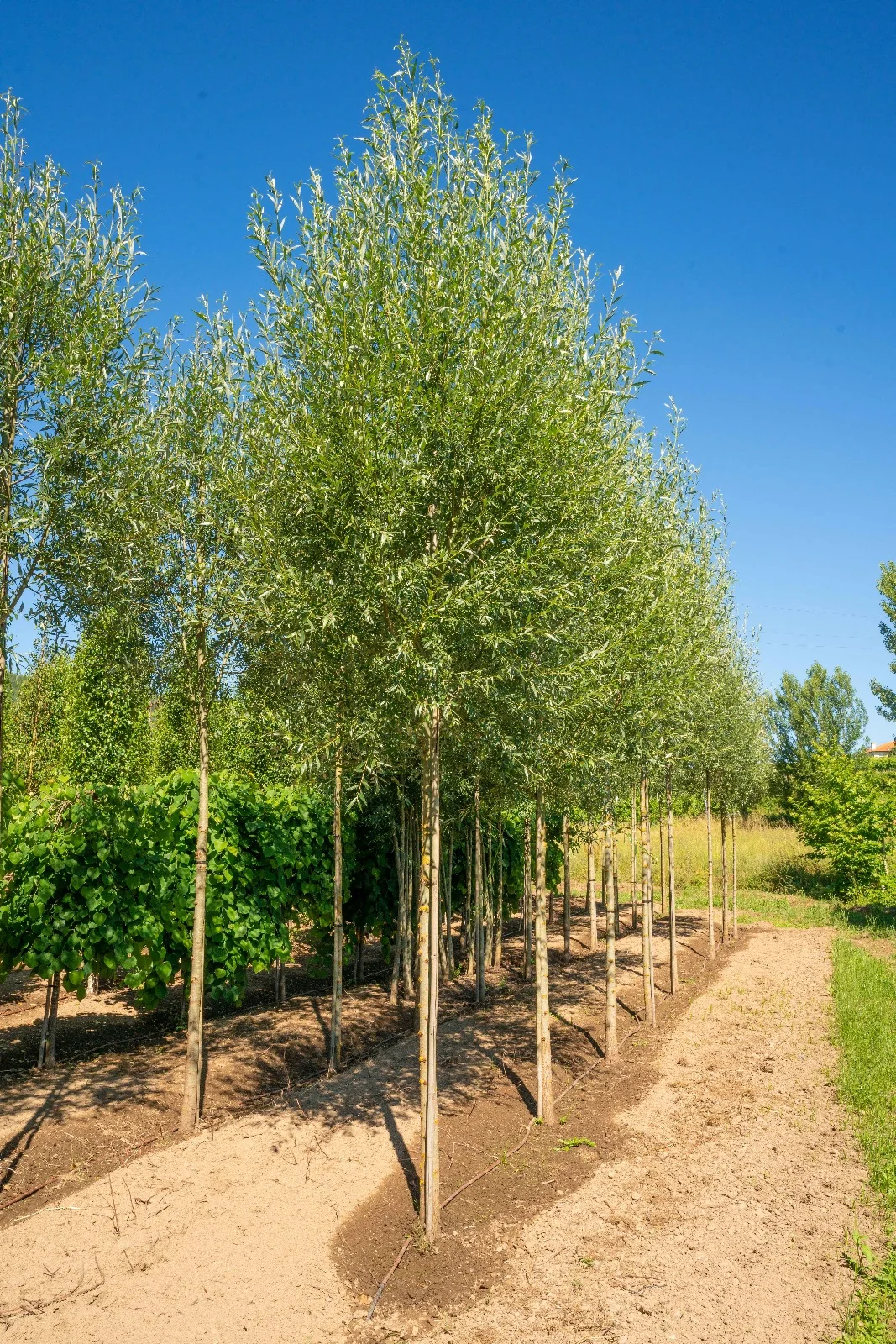 Salix alba