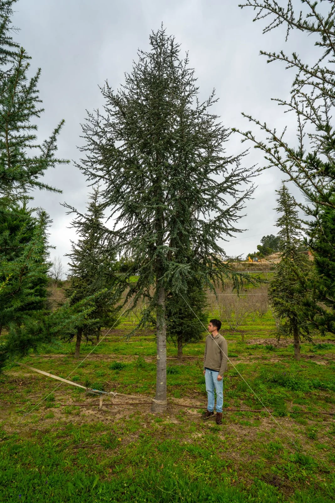 Cedrus atlantica 'Glauca'