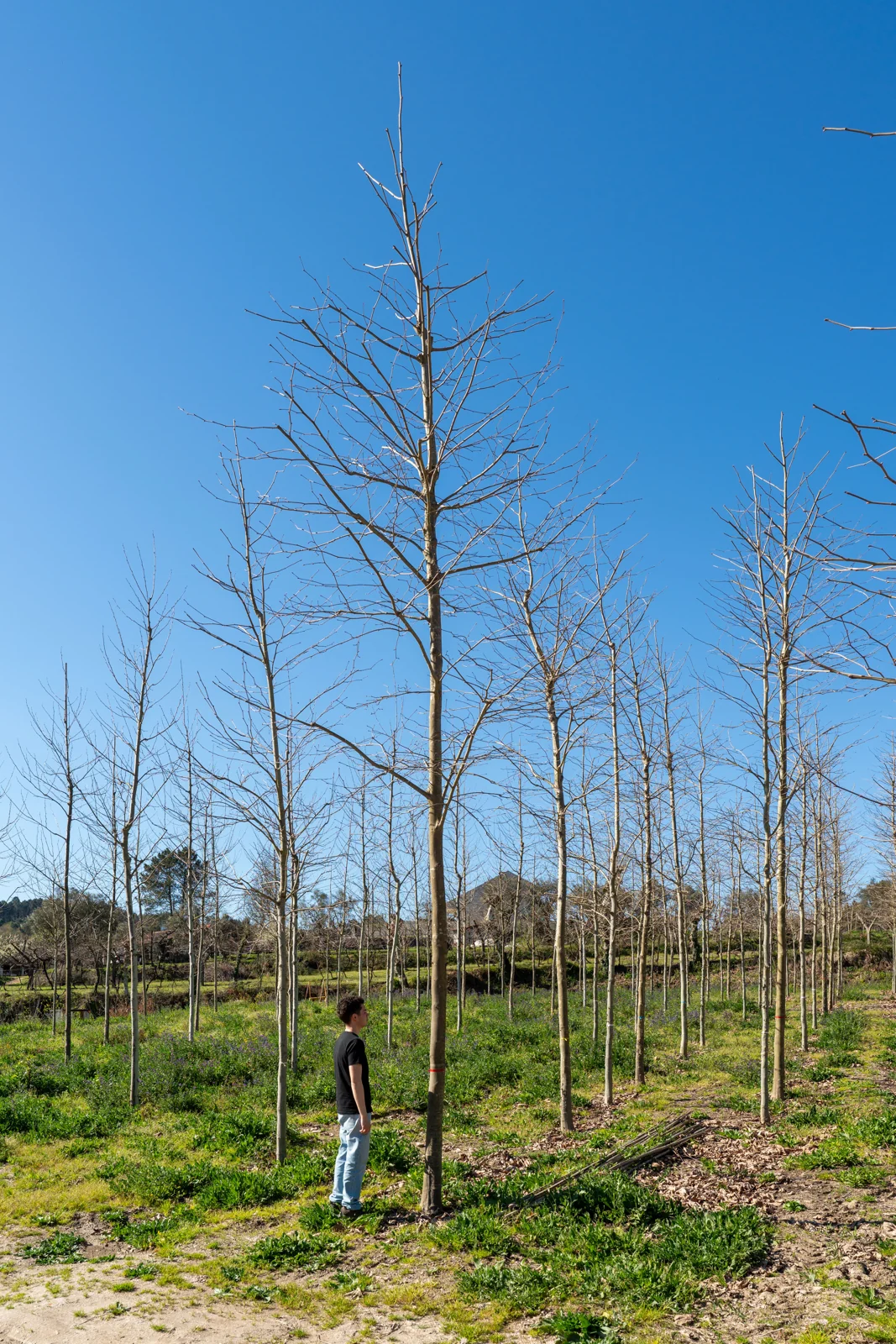 Platanus hispanica
