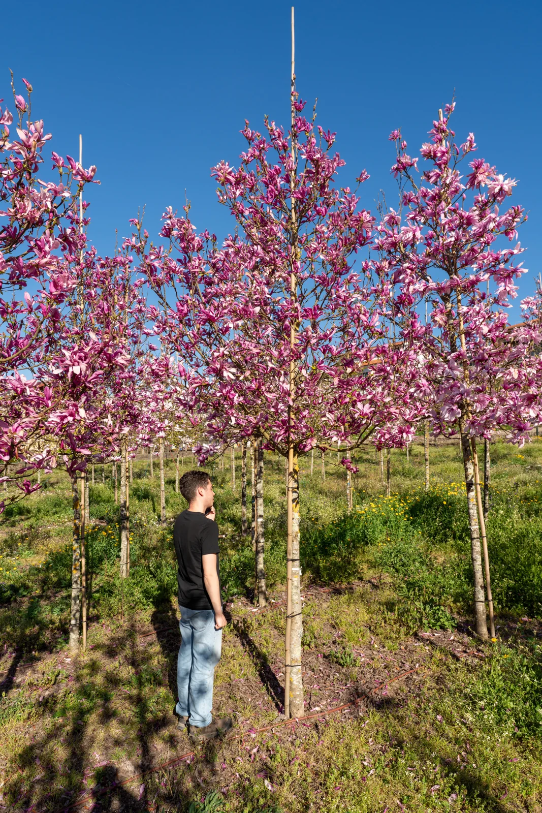 Magnolia susan