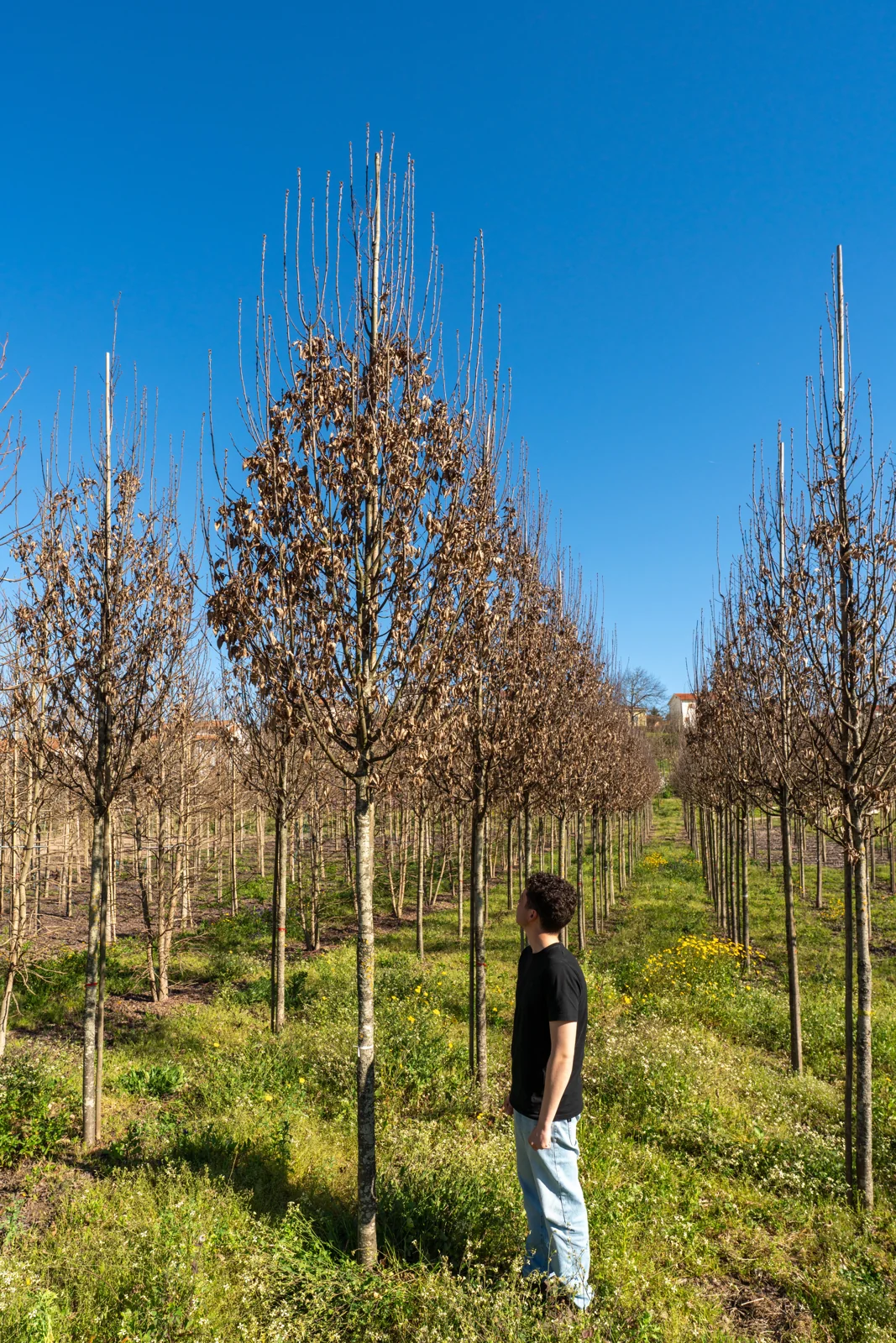 Carpinus betulus 'Lucas'