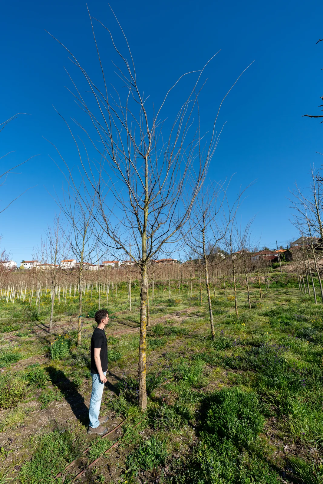 Ulmus glabra