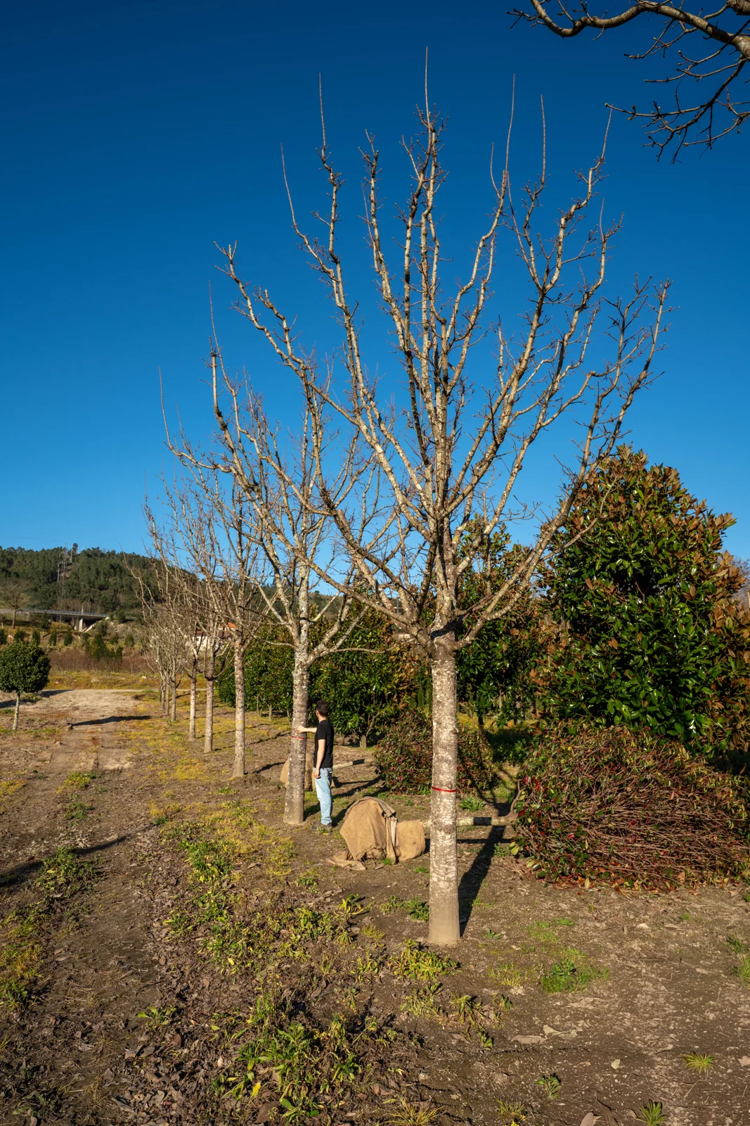 Acer platanoites 'Columnare'