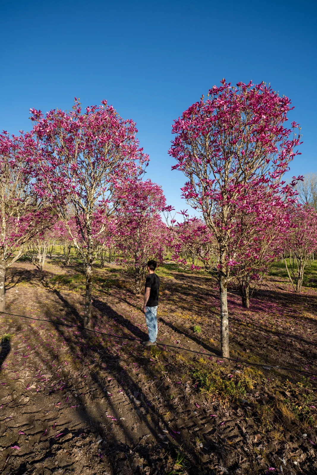 Magnolia susan