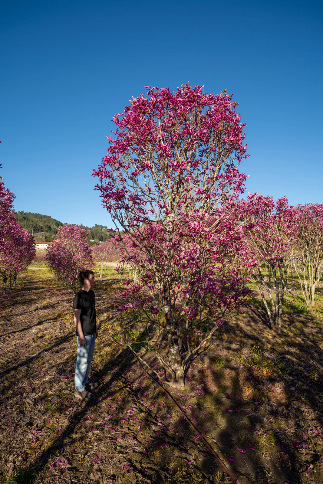 Magnolia susan