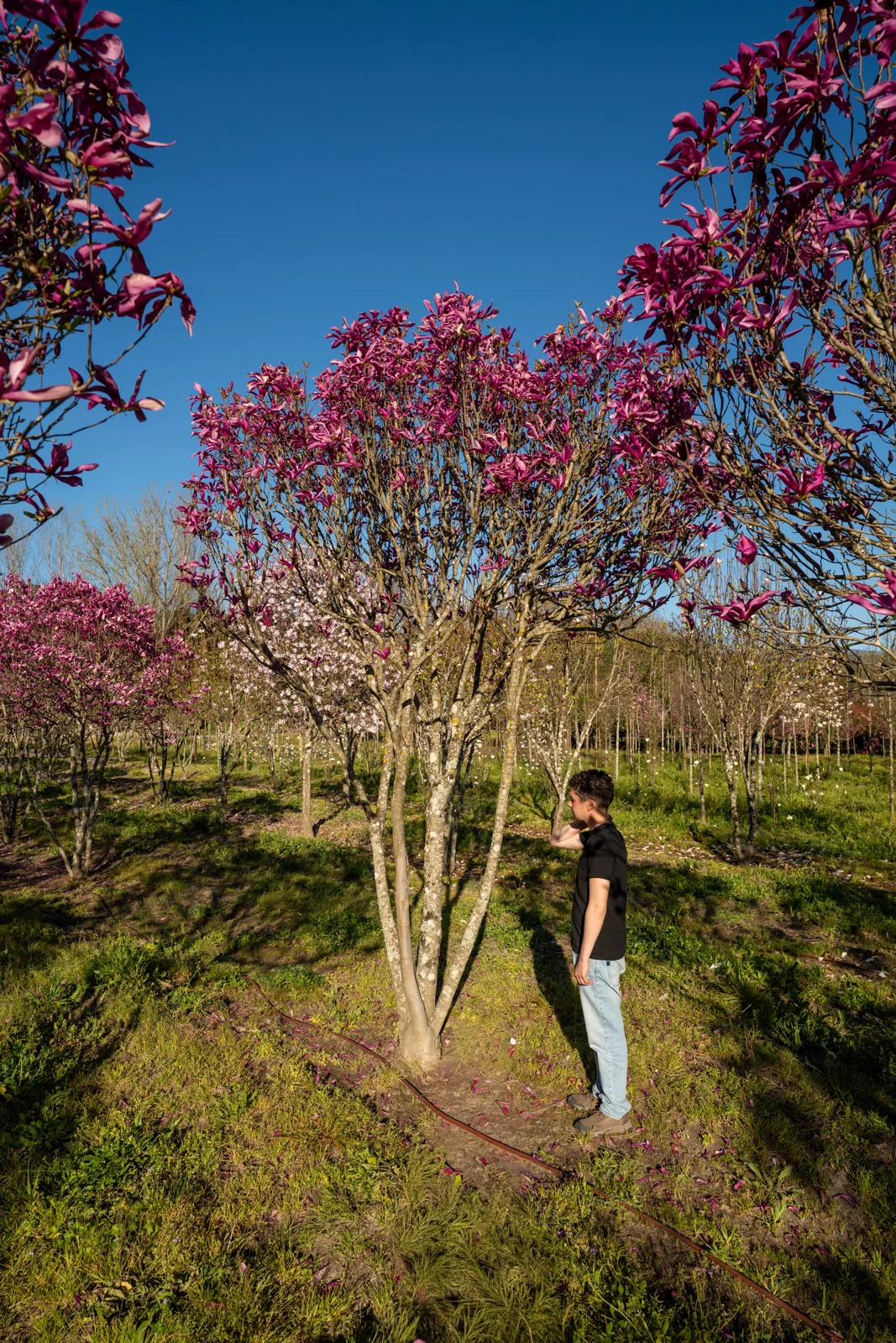 Magnolia susan
