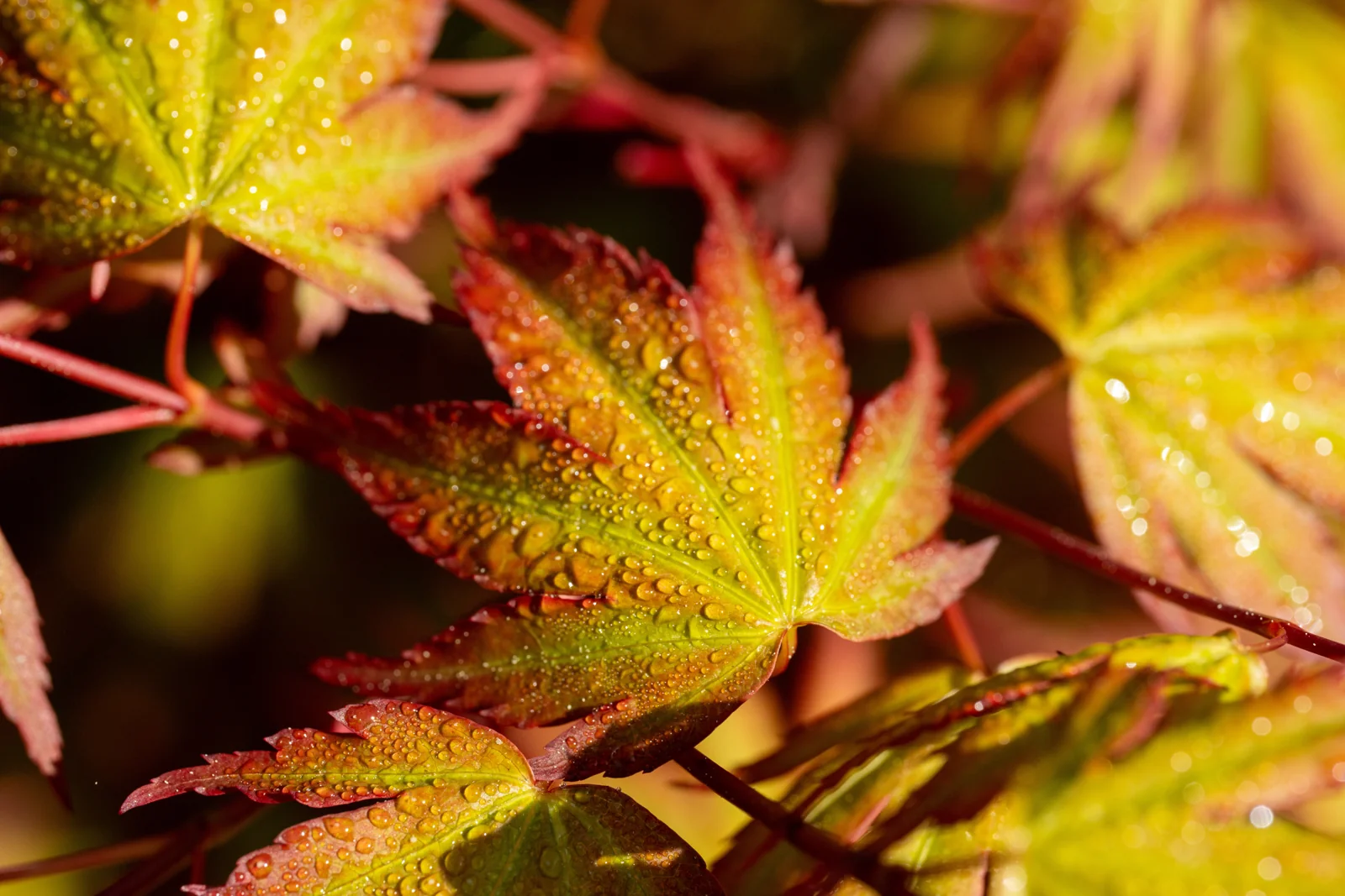 Acer palmatum 'Deshojo'