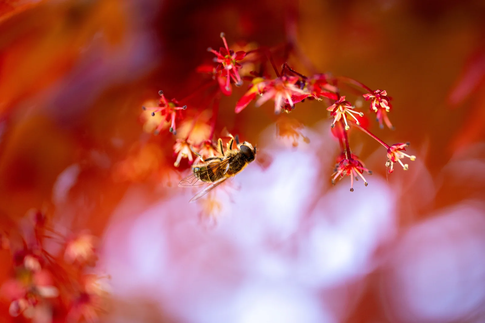 Acer palmatum 'Dissectum Garnet'