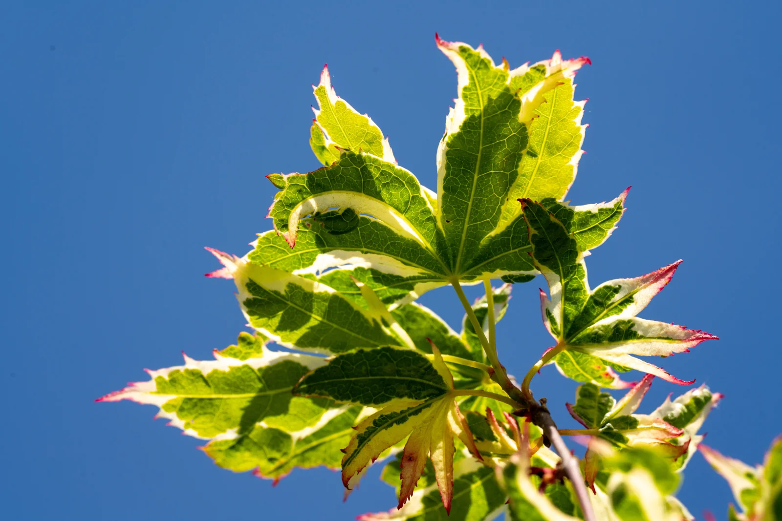 Acer palmatum 'Butterfly'