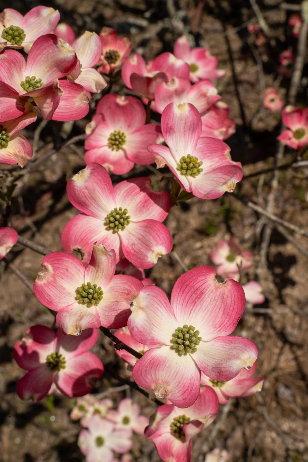 Cornus florida 'Rubra'