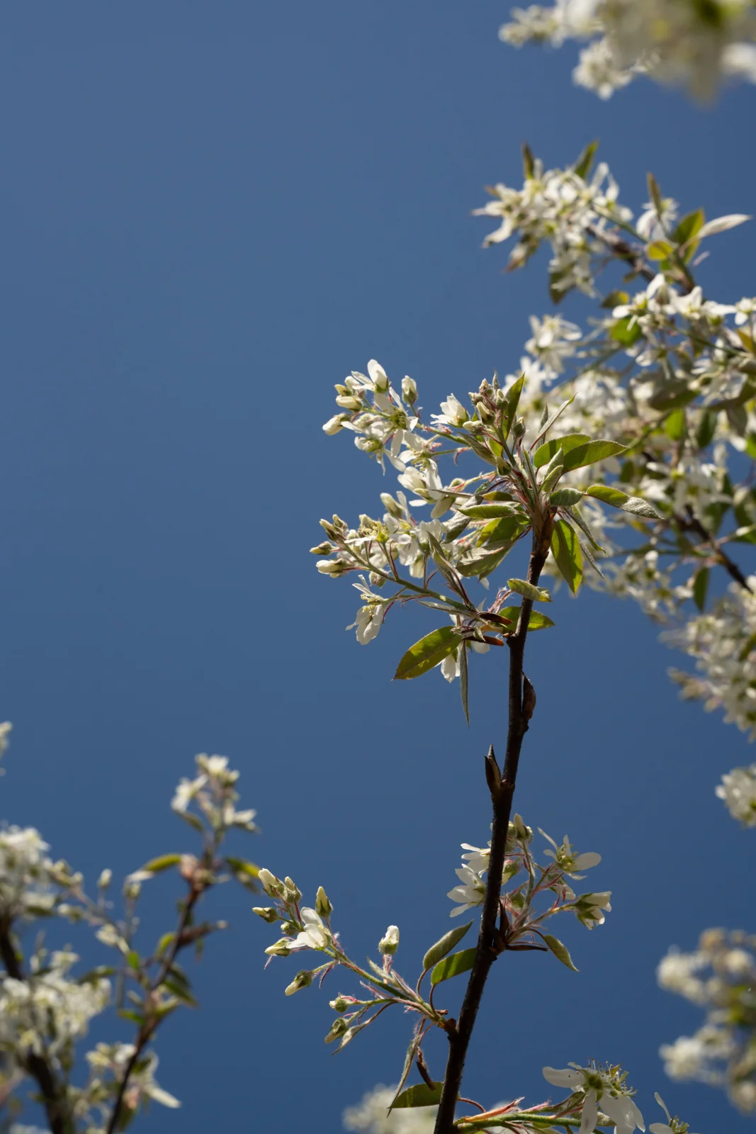 Amelanchier arborea 'Robin Hill'