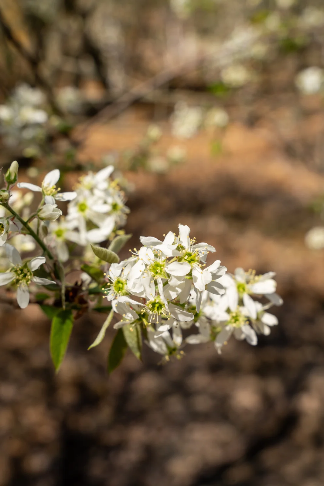 Amelanchier laevis 'Snowflakes'