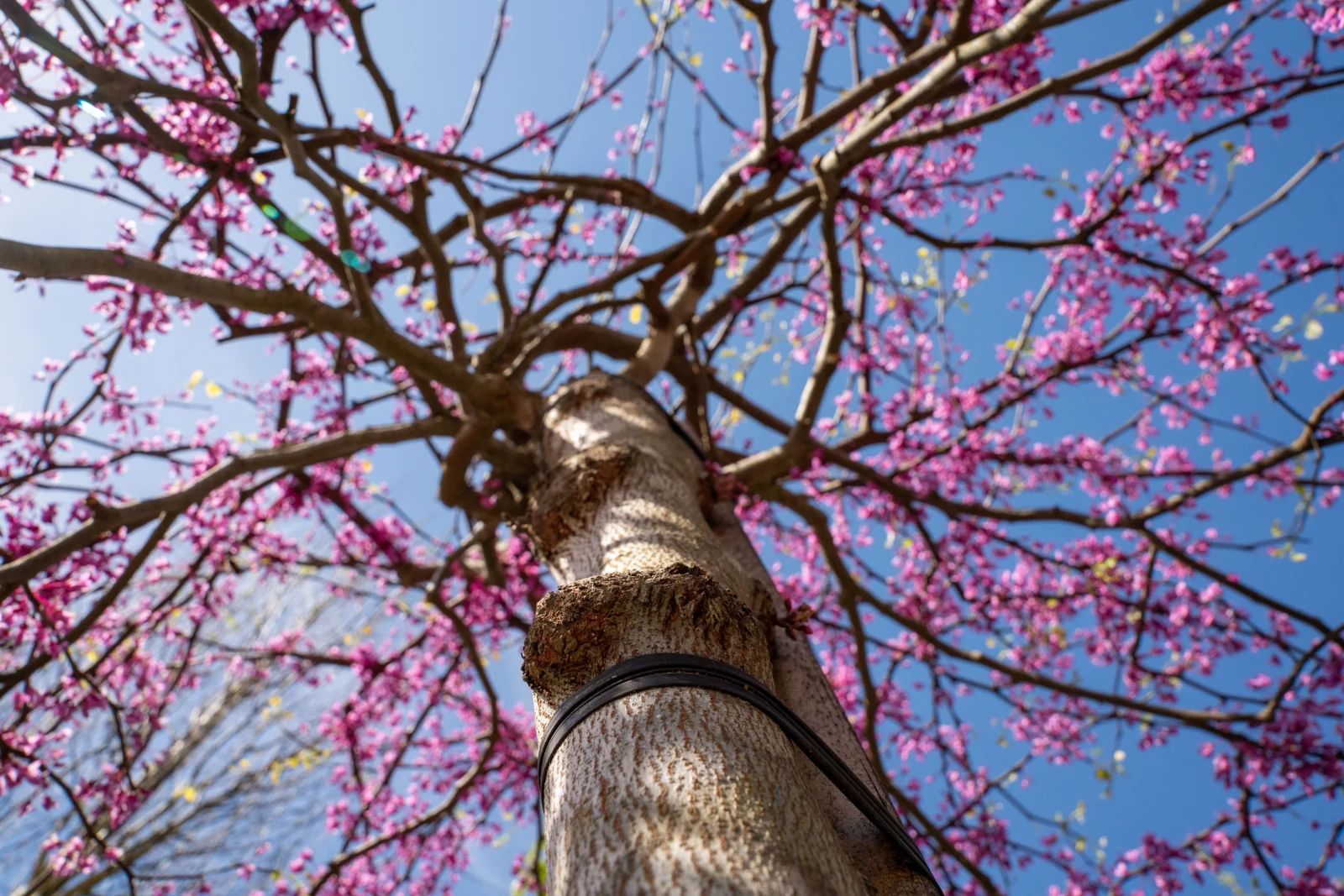 Cercis siliquastrum 'Pendula'