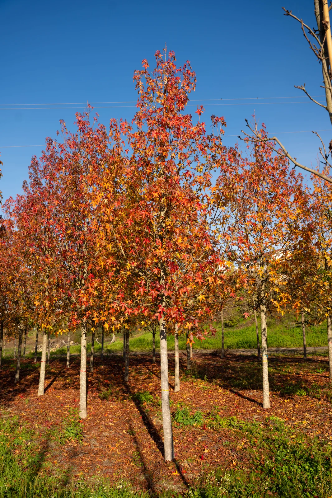 Liquidambar styraciflua 'Palo Alto'