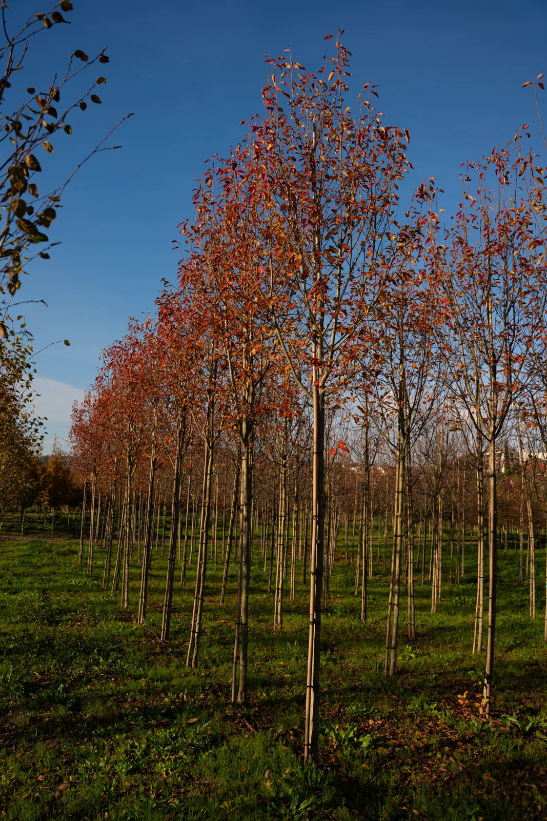 Amelanchier arborea 'Robin Hill'