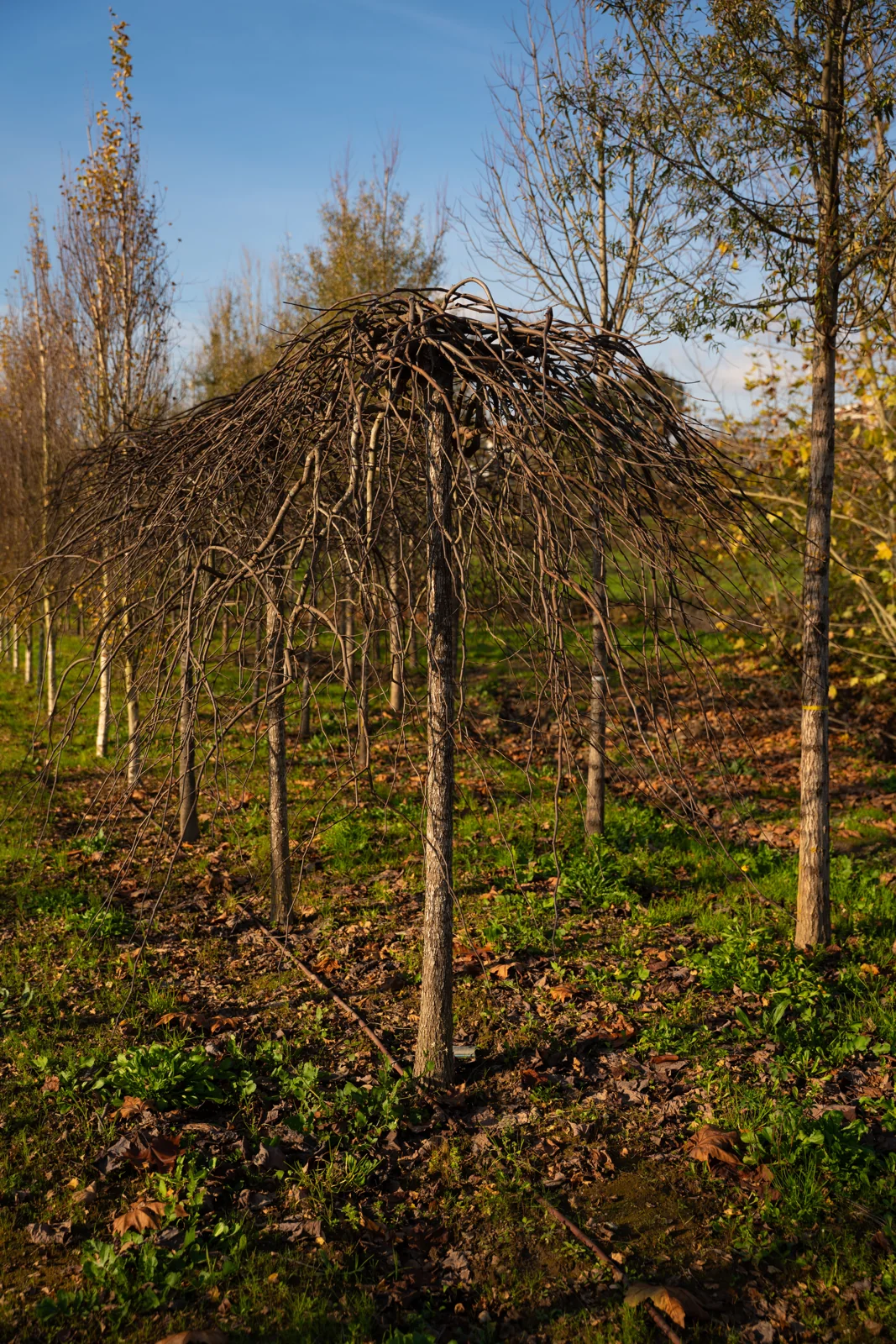 Cercis siliquastrum 'Pendula'