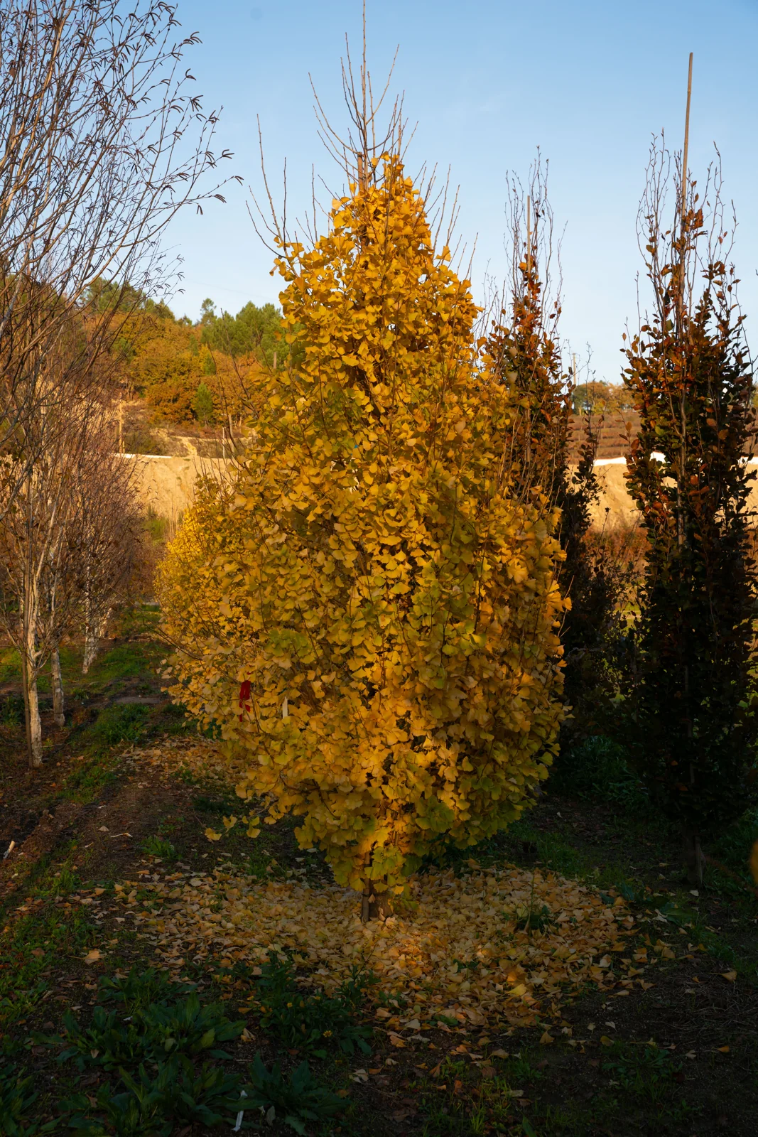 Ginkgo biloba 'Blagon'