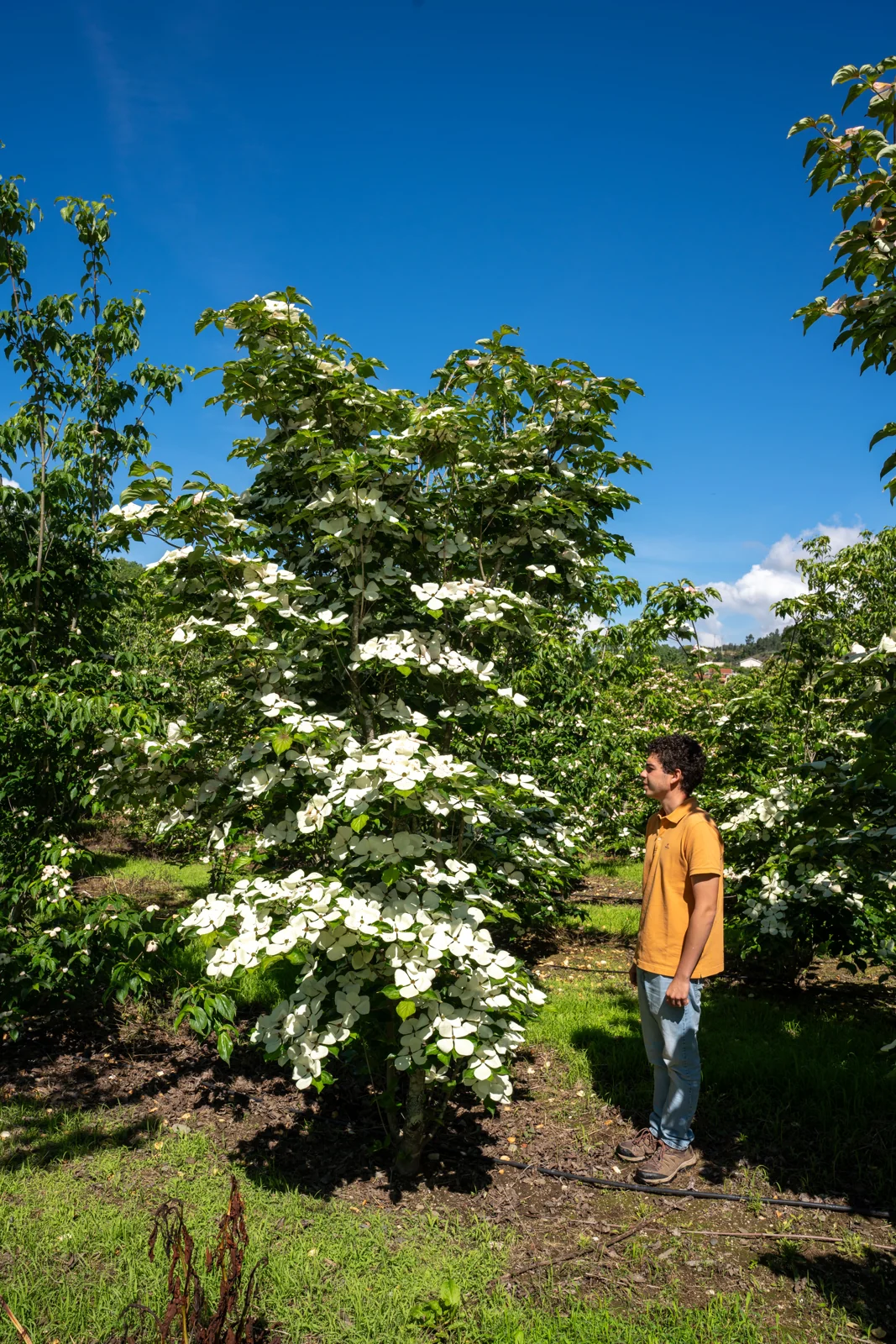 Cornus kousa 'Venus'