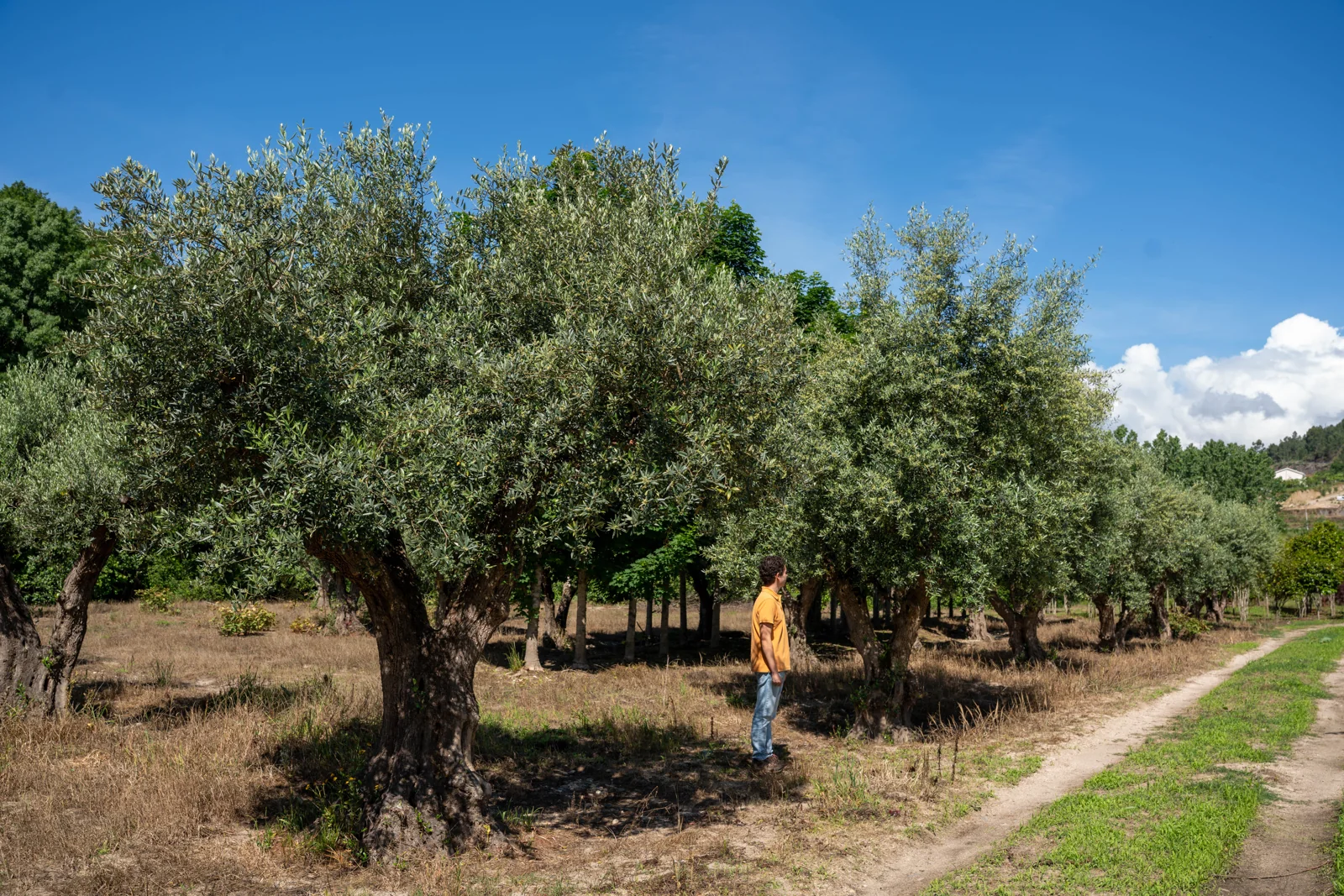 Olea europaea