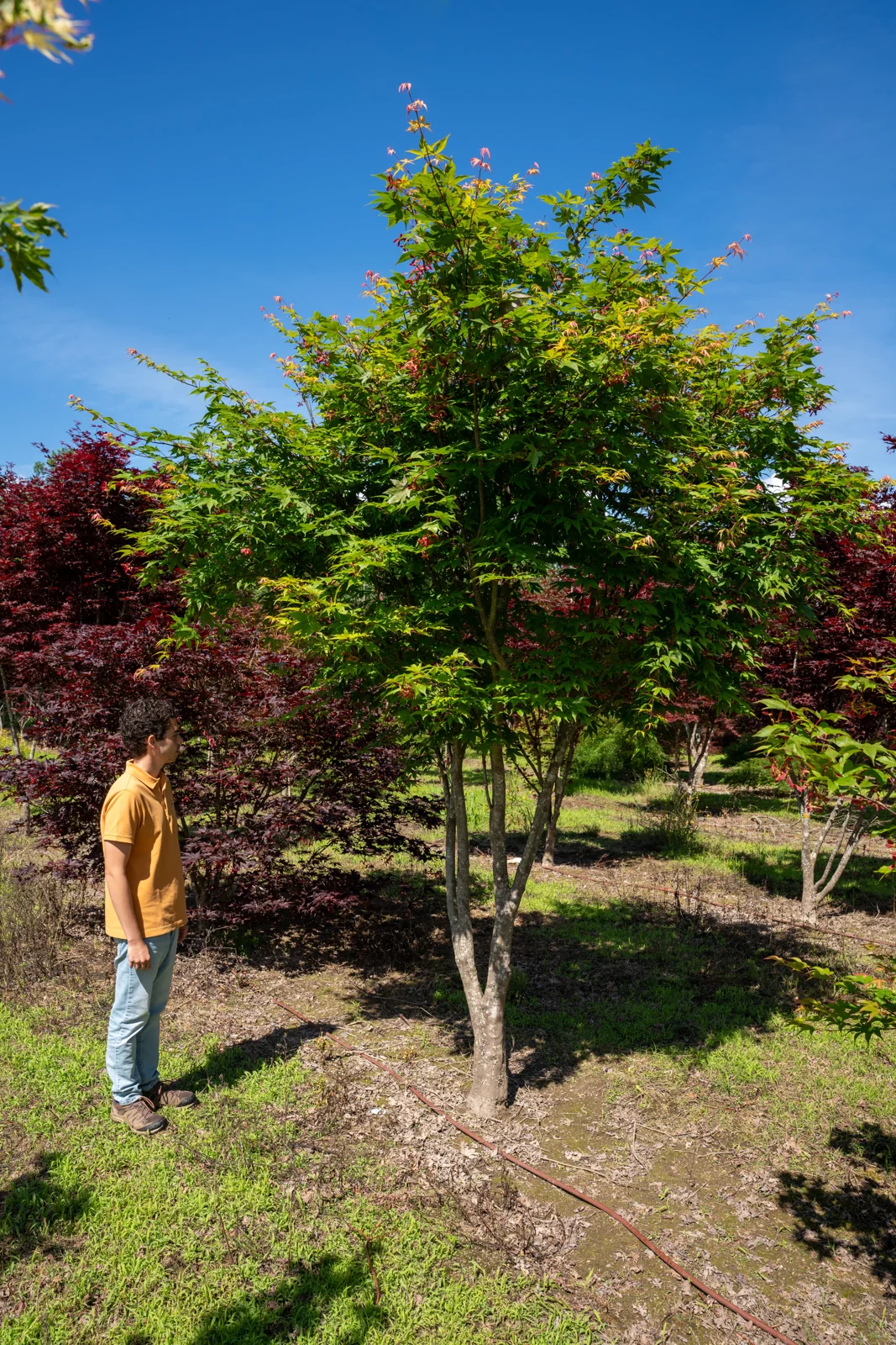 Acer palmatum 'Osakazuki'